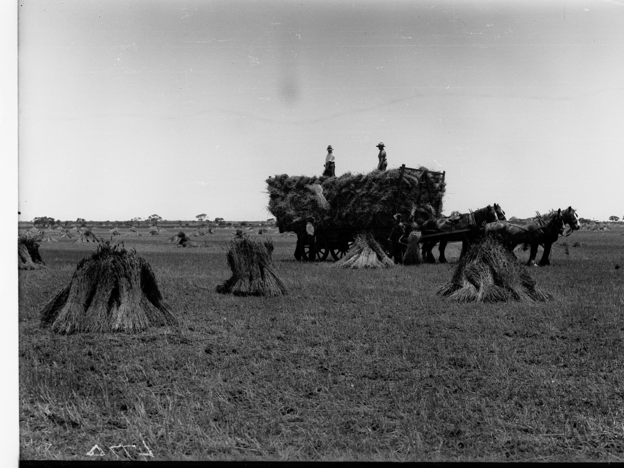Horse and Dray Farm Labourers Making Wheat Stacks at Roseworthy College