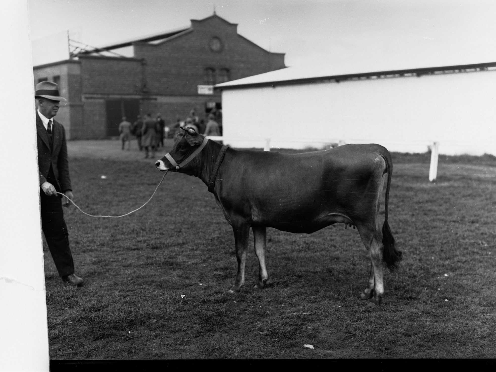 Cow at Adelaide Show