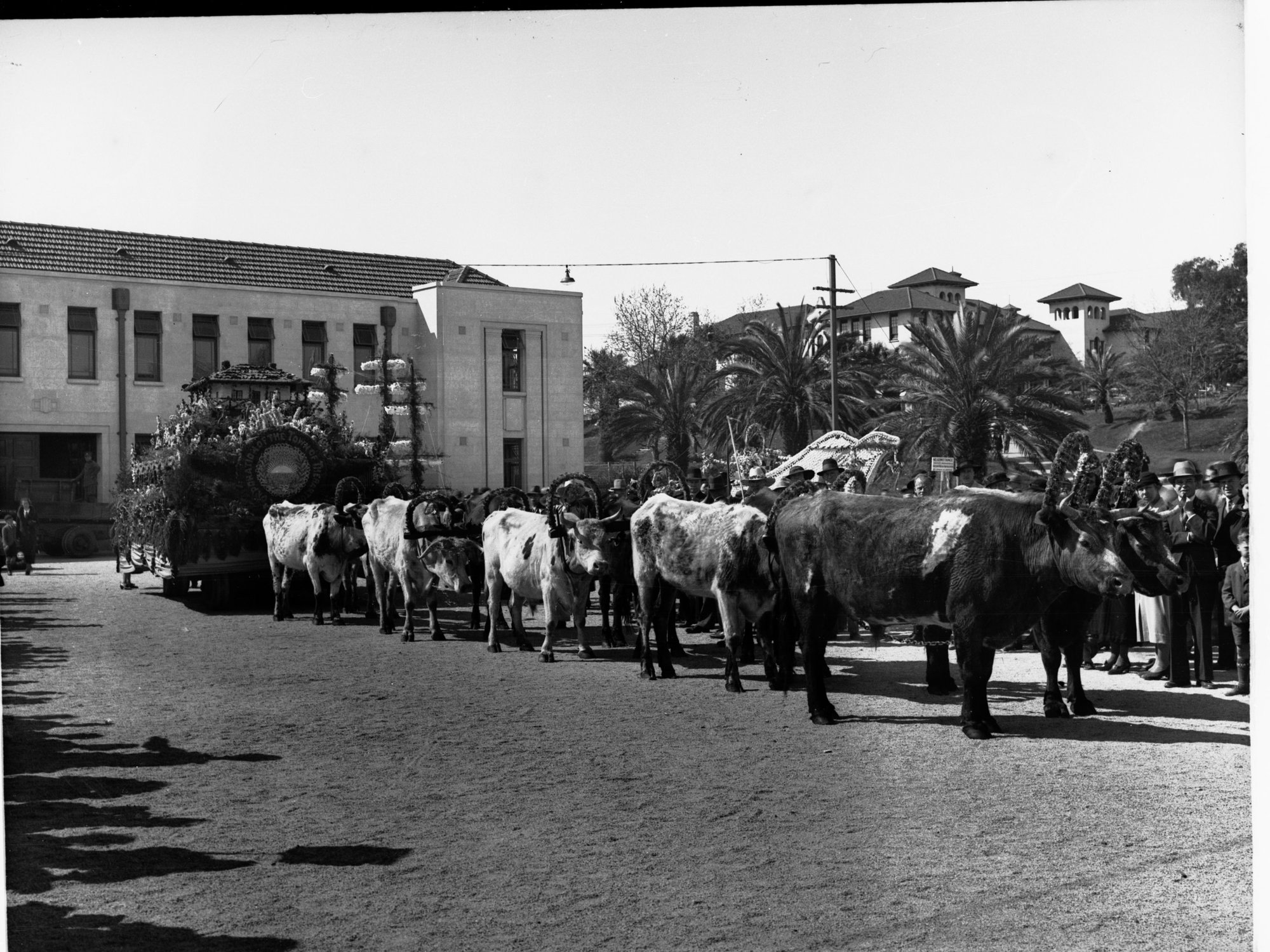 Adelaide Centenary float for floral pageant, Federation of the town of Thebarton float pulled by bullocks