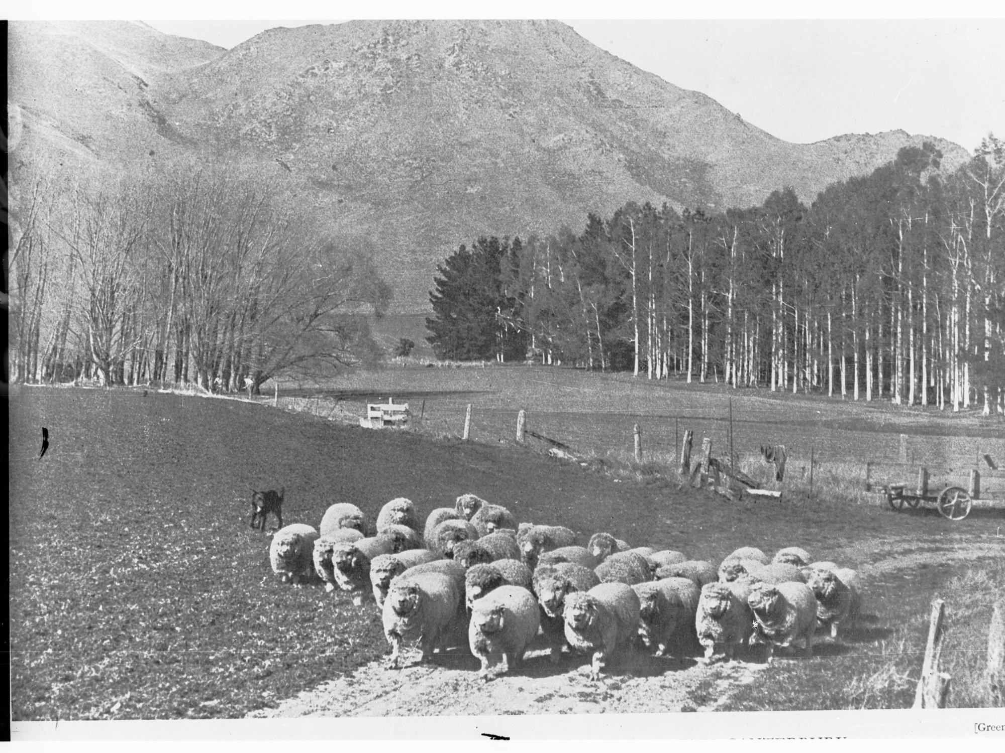 Rural view with sheep, New Zealand  (Mr Robert W Moore)