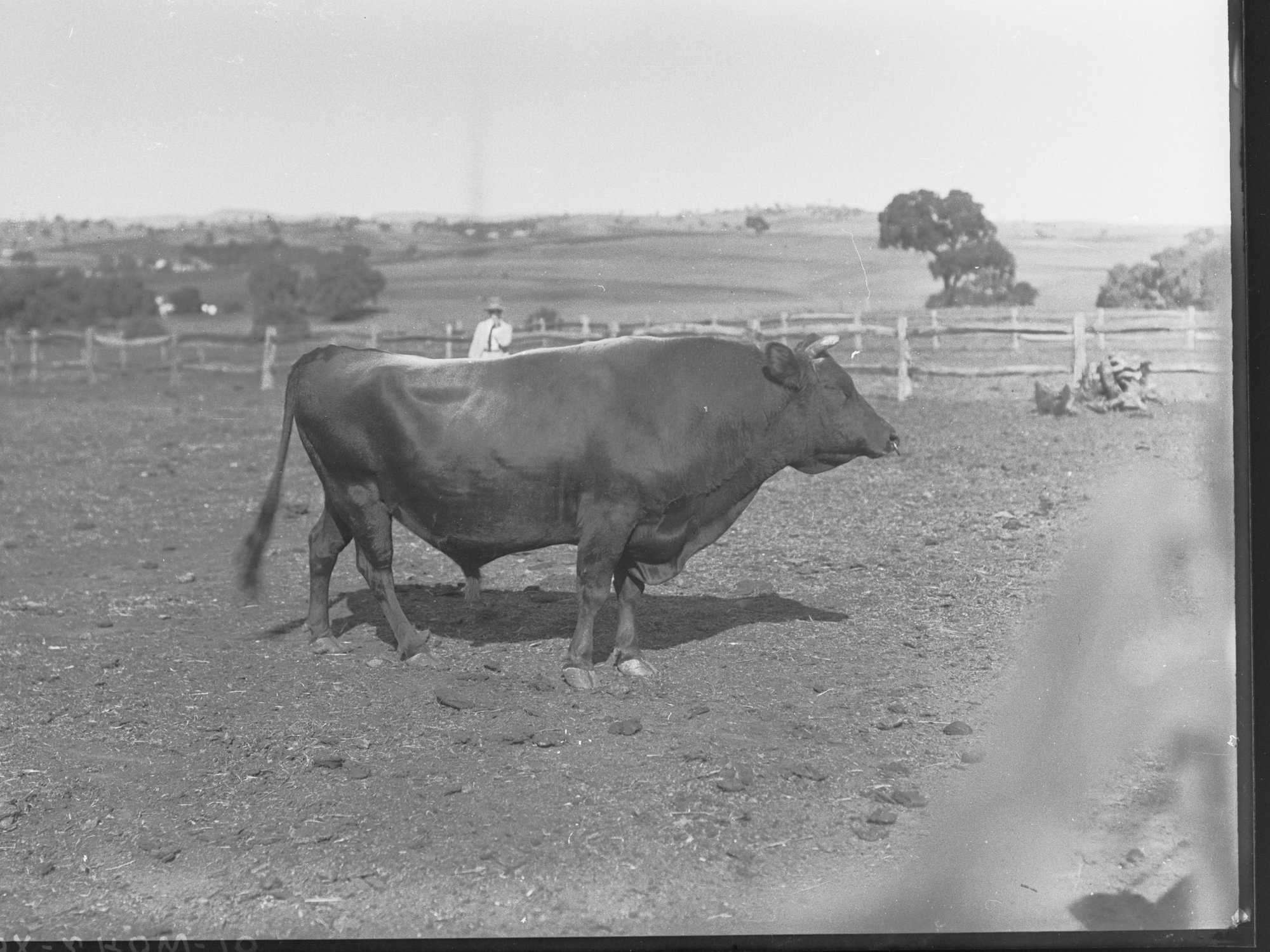 Prize Bull at Adelaide Show