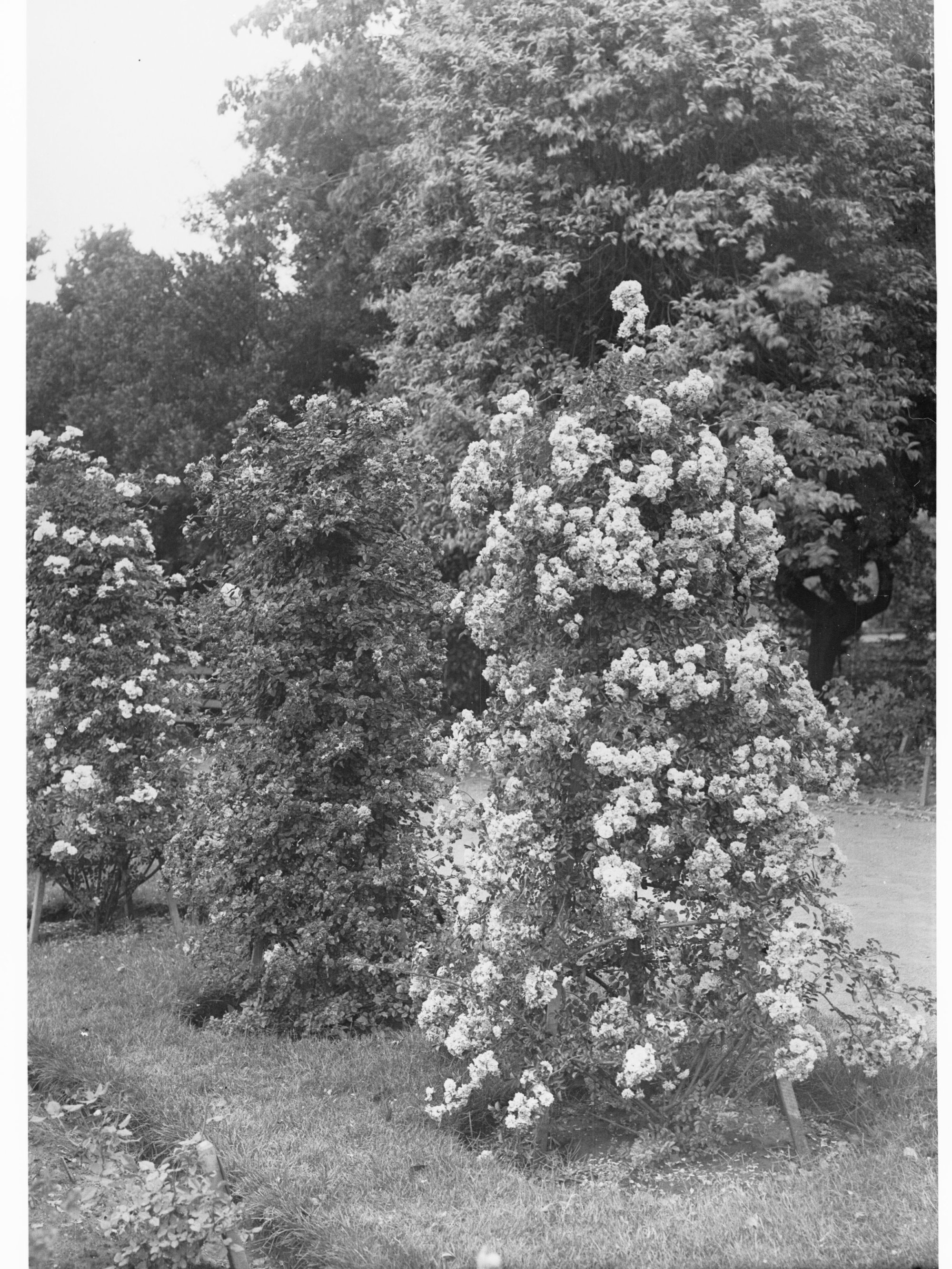 Flowers in Botanic Gardens