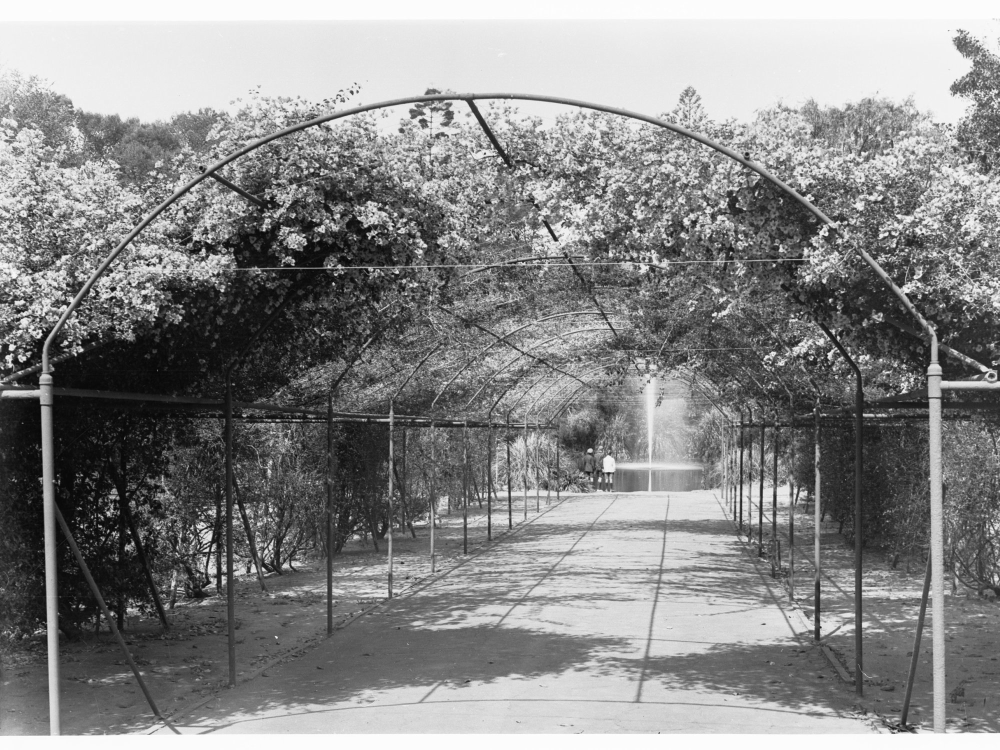 Botanic Gardens showing walkway