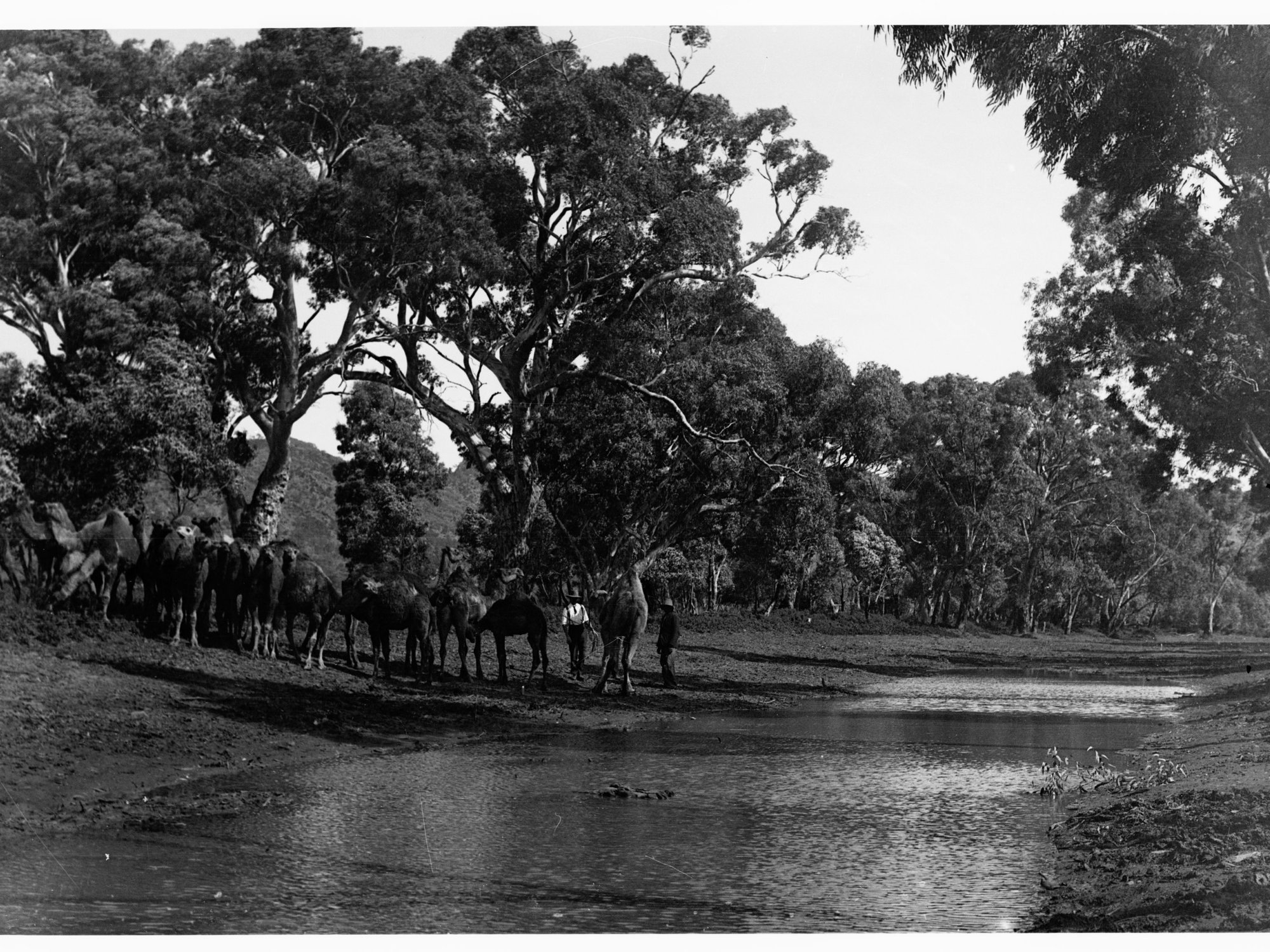 Camels at Watering Hole