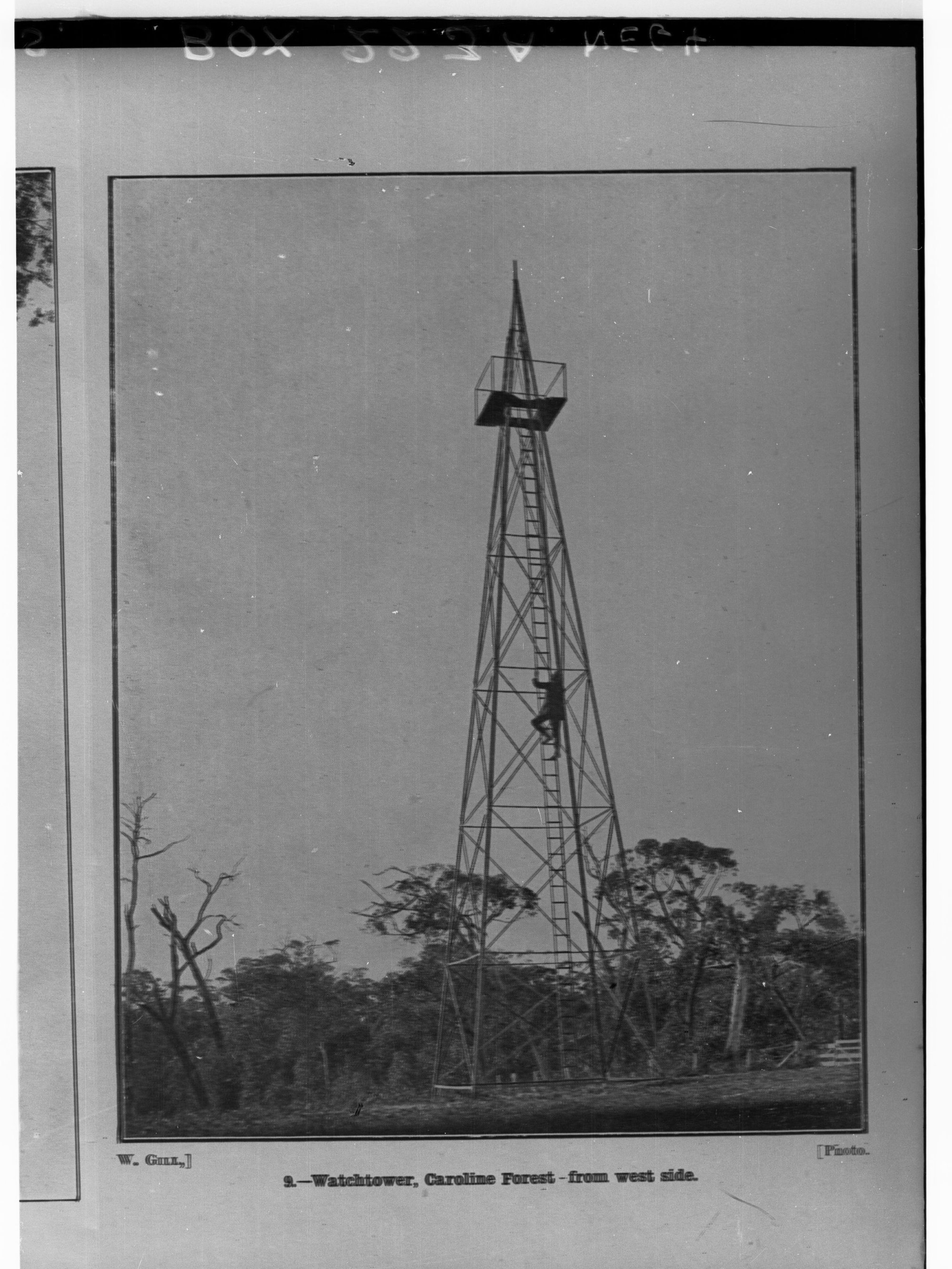 Man climbing watchtower, Caroline Forest