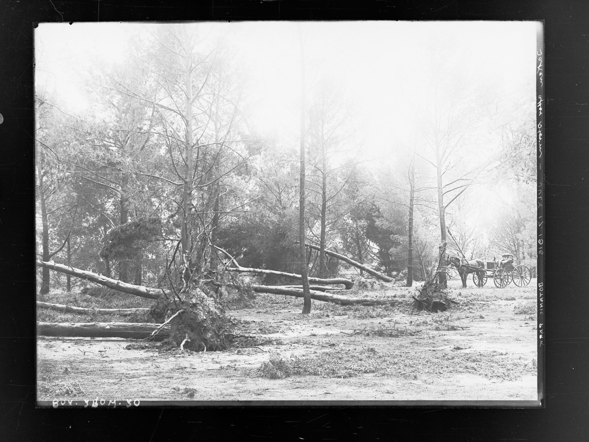 Botanic Park taken after storm 17 July 1916