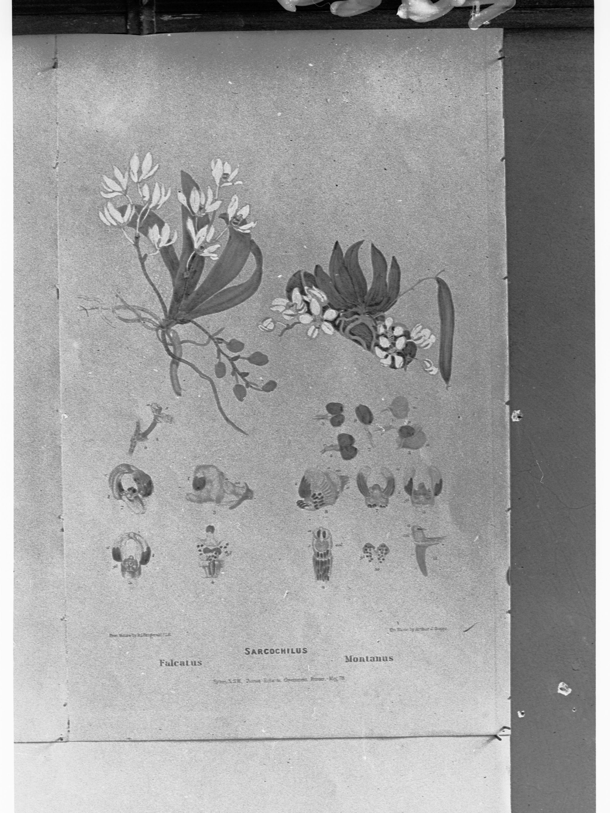 Sarcochilus drawing - Australian native flora