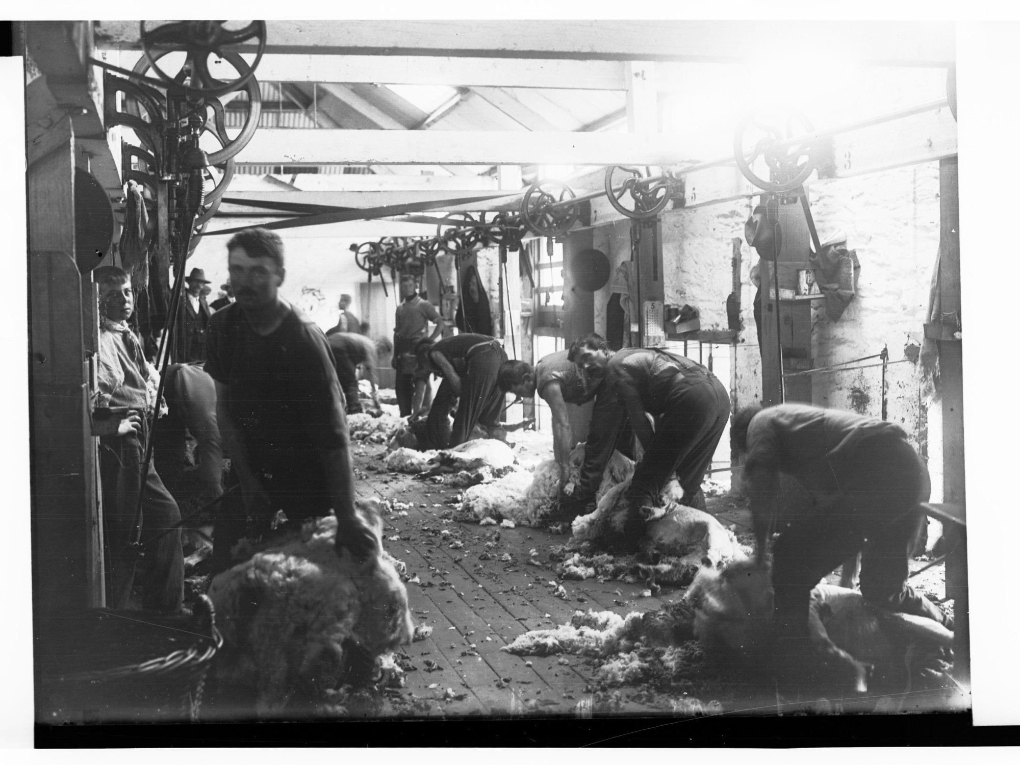 Shearing Machinery at Hill River