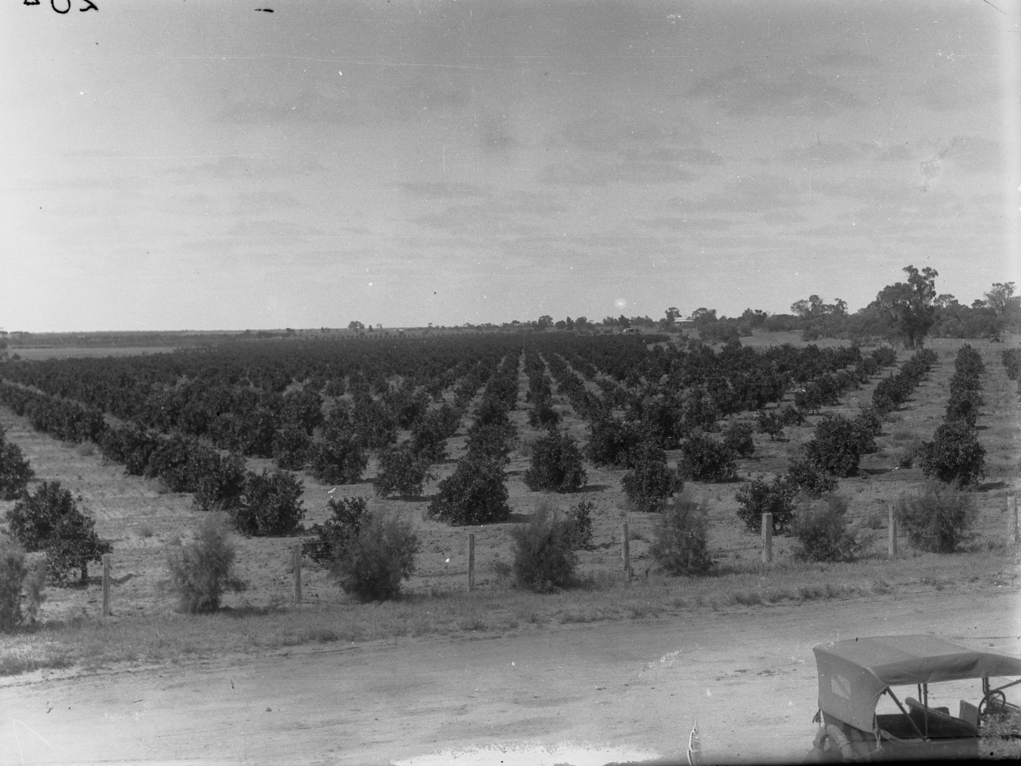 Ifould &amp; Mitchell's Orange Orchard at Waikerie