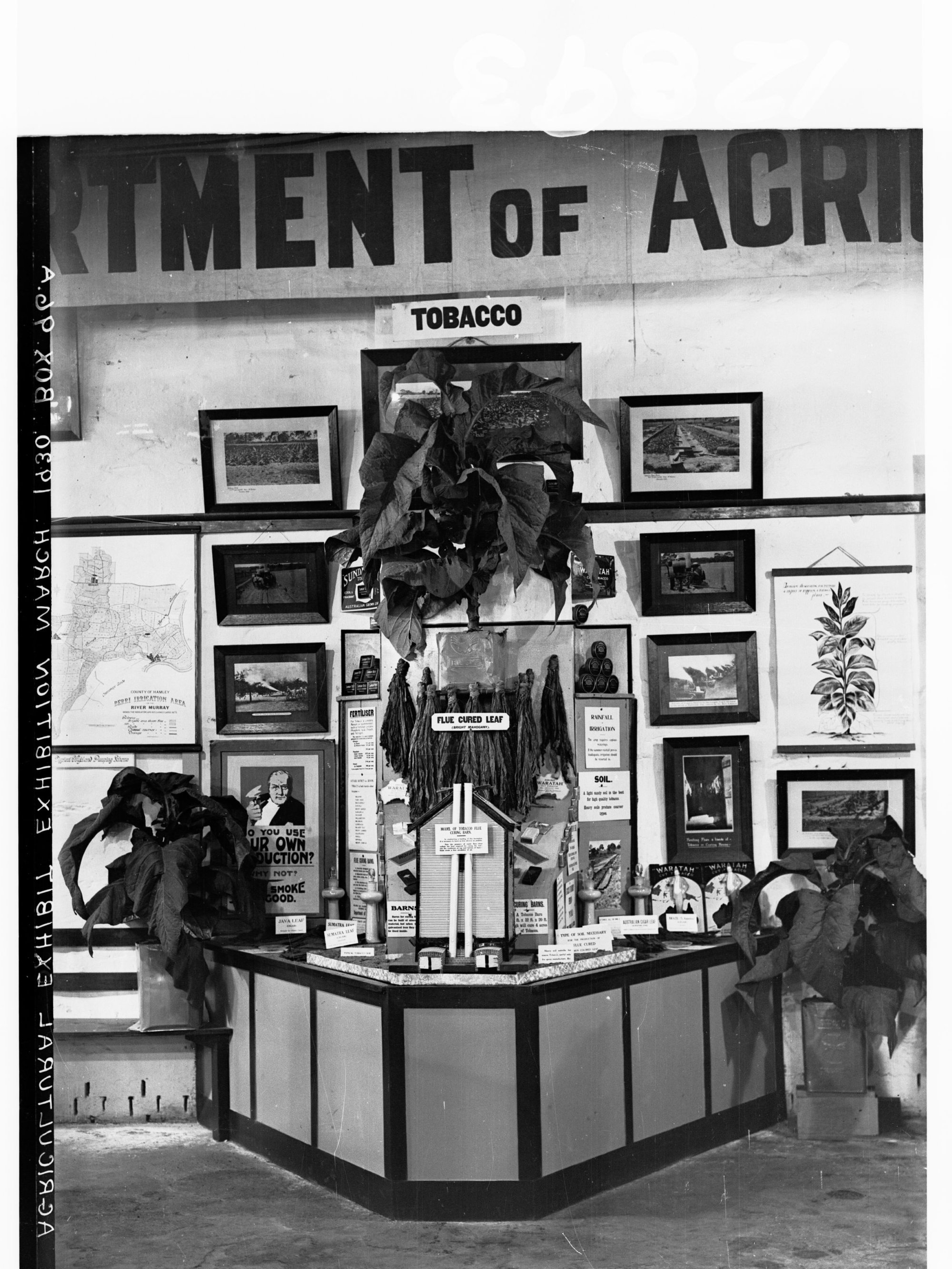 Agricultural Exhibition, tobacco display