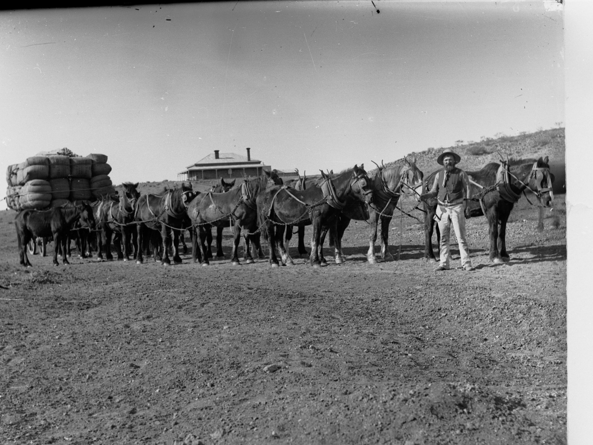 Teams of horses pulling cart of wool bales