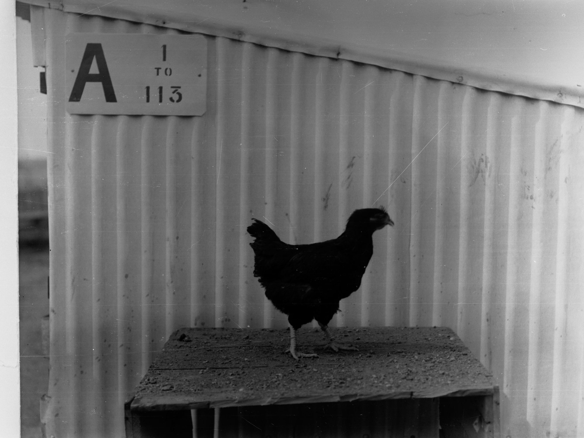 Hen at Parafield Poultry Farm