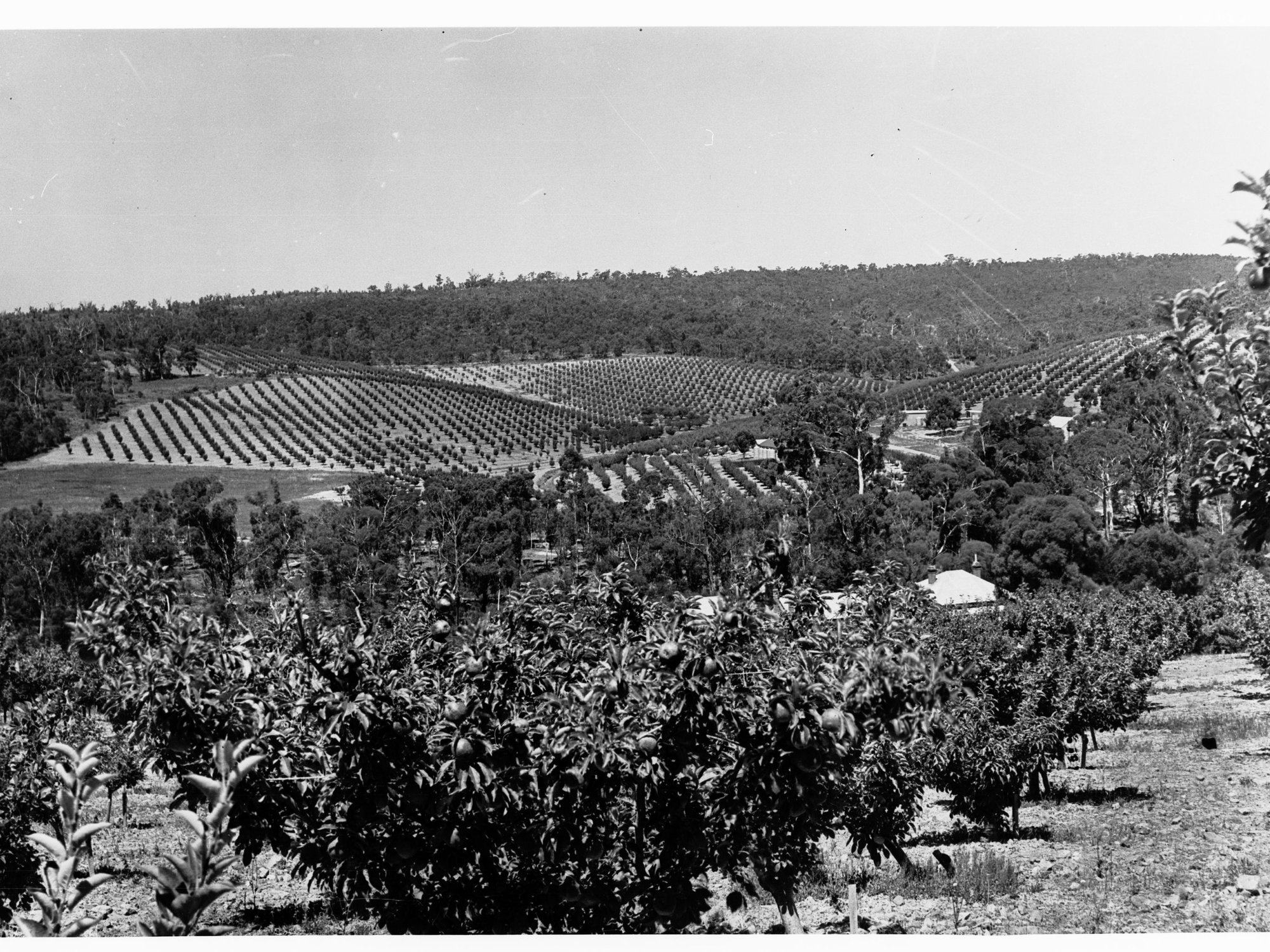 Panoramic View of Mylor Showing Fruit Orchards