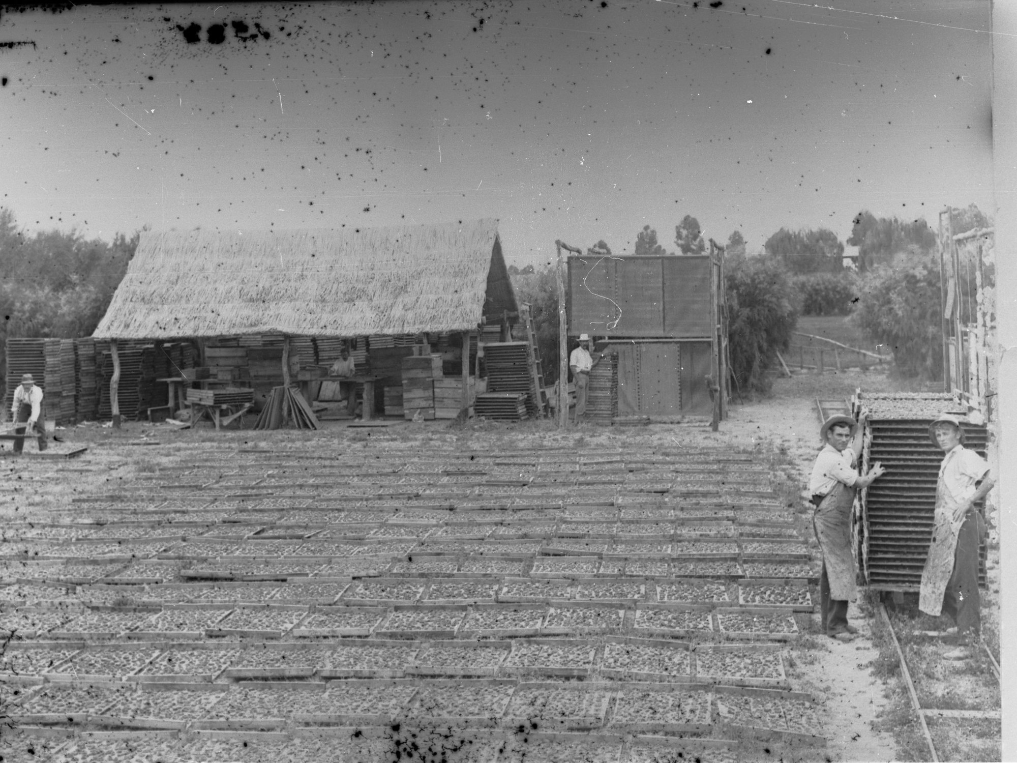 Peach drying at Renmark