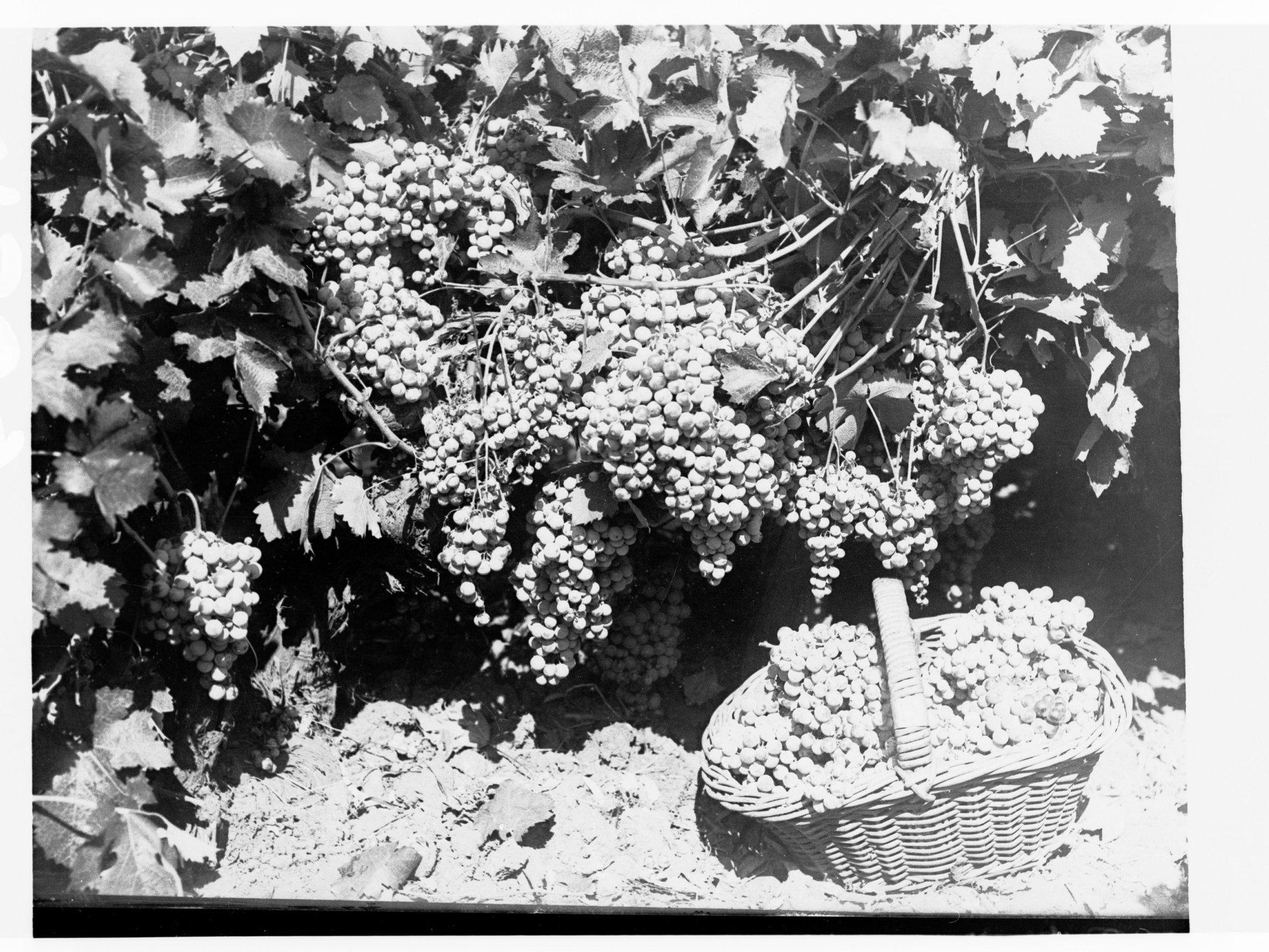 Grapes on a vine and picked grapes in a basket