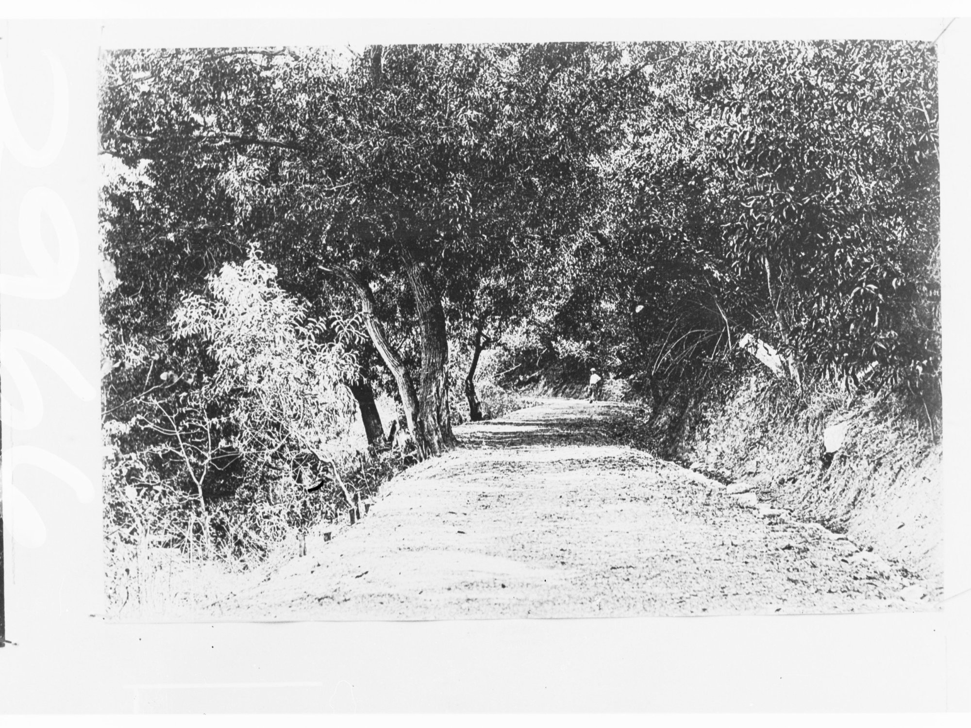 Scene of Northern Territory - Lovers' Walk, Darwin (man on pathway)