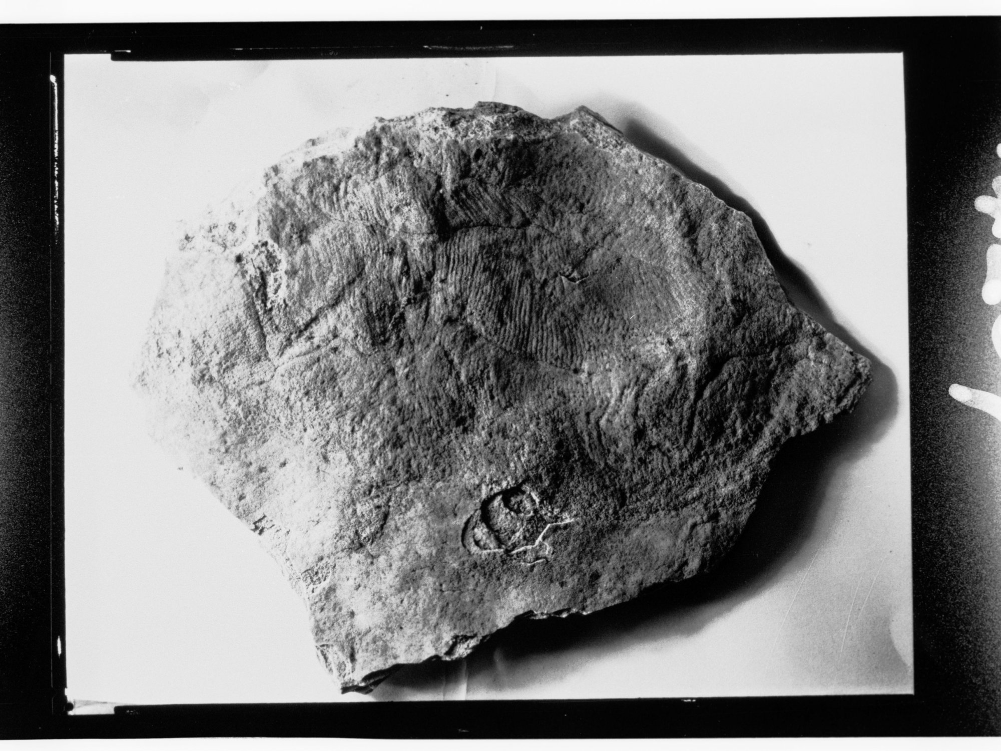 Fossil from Ediacara