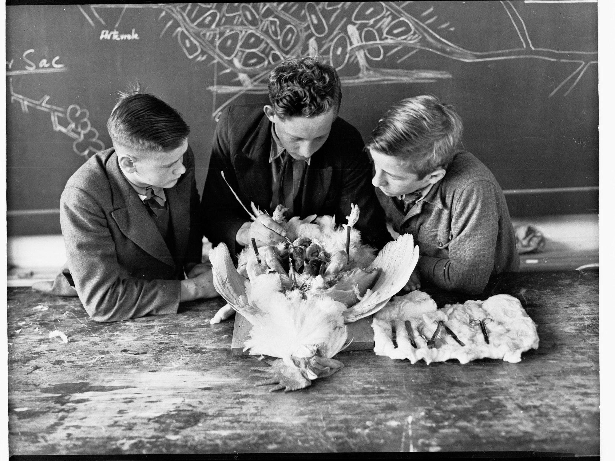 Dissecting a Chicken