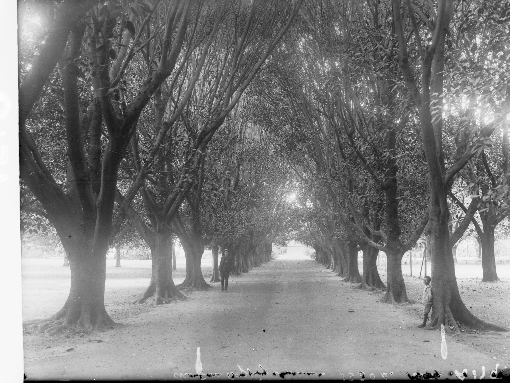 Morton Bay Fig Avenue in the Botanic Gardens