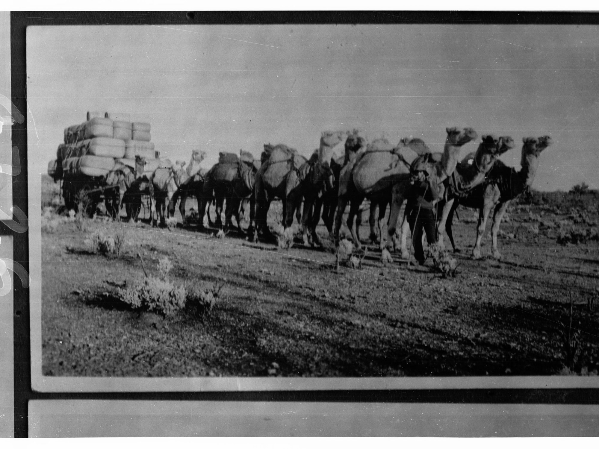 Camels Pulling a Waggon Carrying Bales of Wool