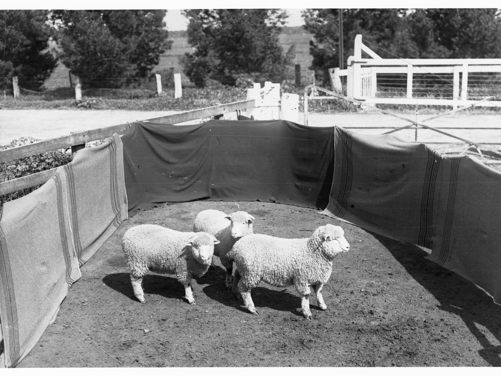 Sheep in pen at Roseworthy