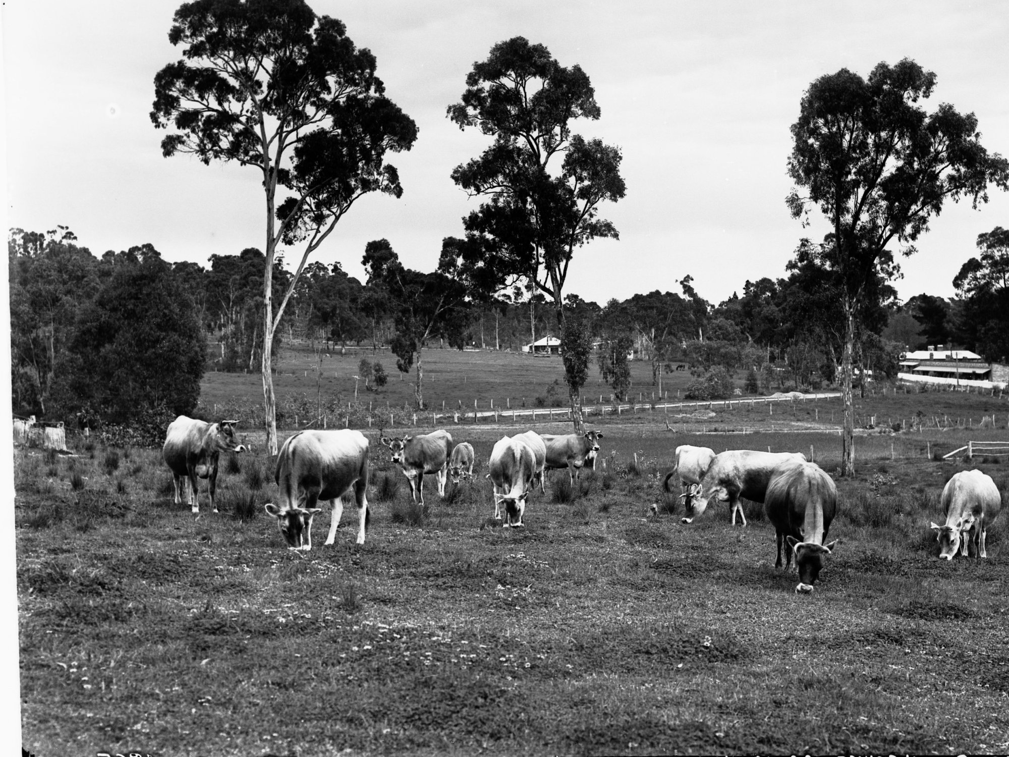 Jersey Cows at Balhannah