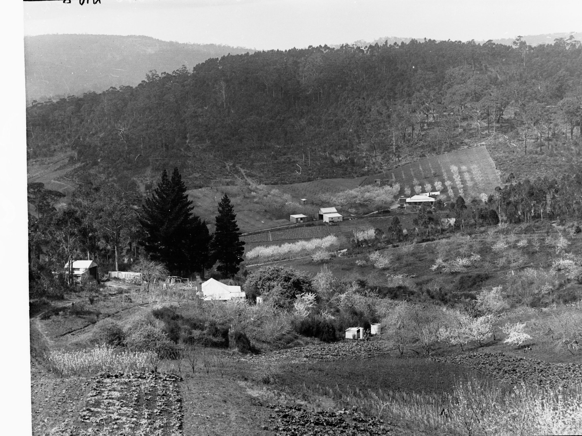 Orchards at Pound Road, Ashton