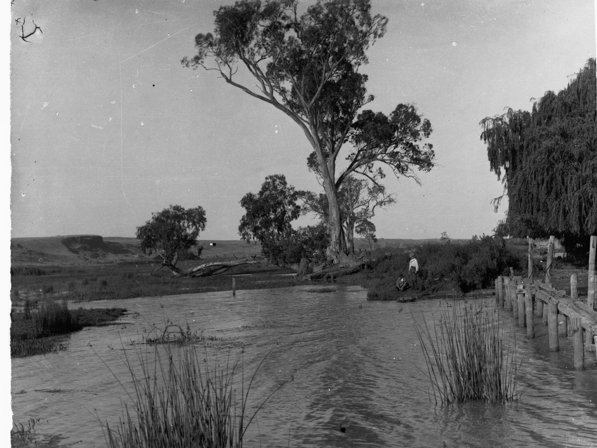 River Murray swamp at Mannum, two boys on the bank