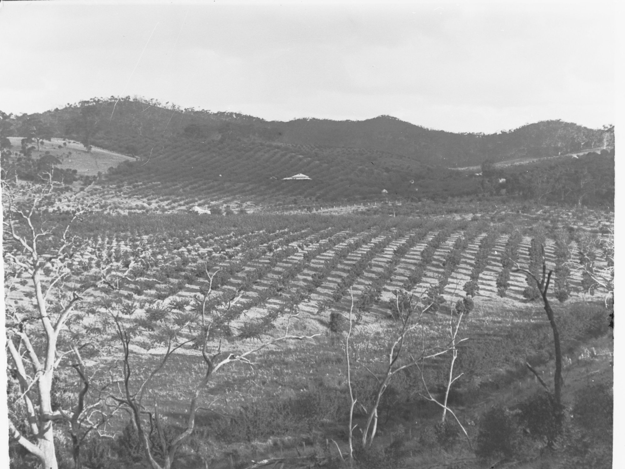 Apples growing near near Kersbrook