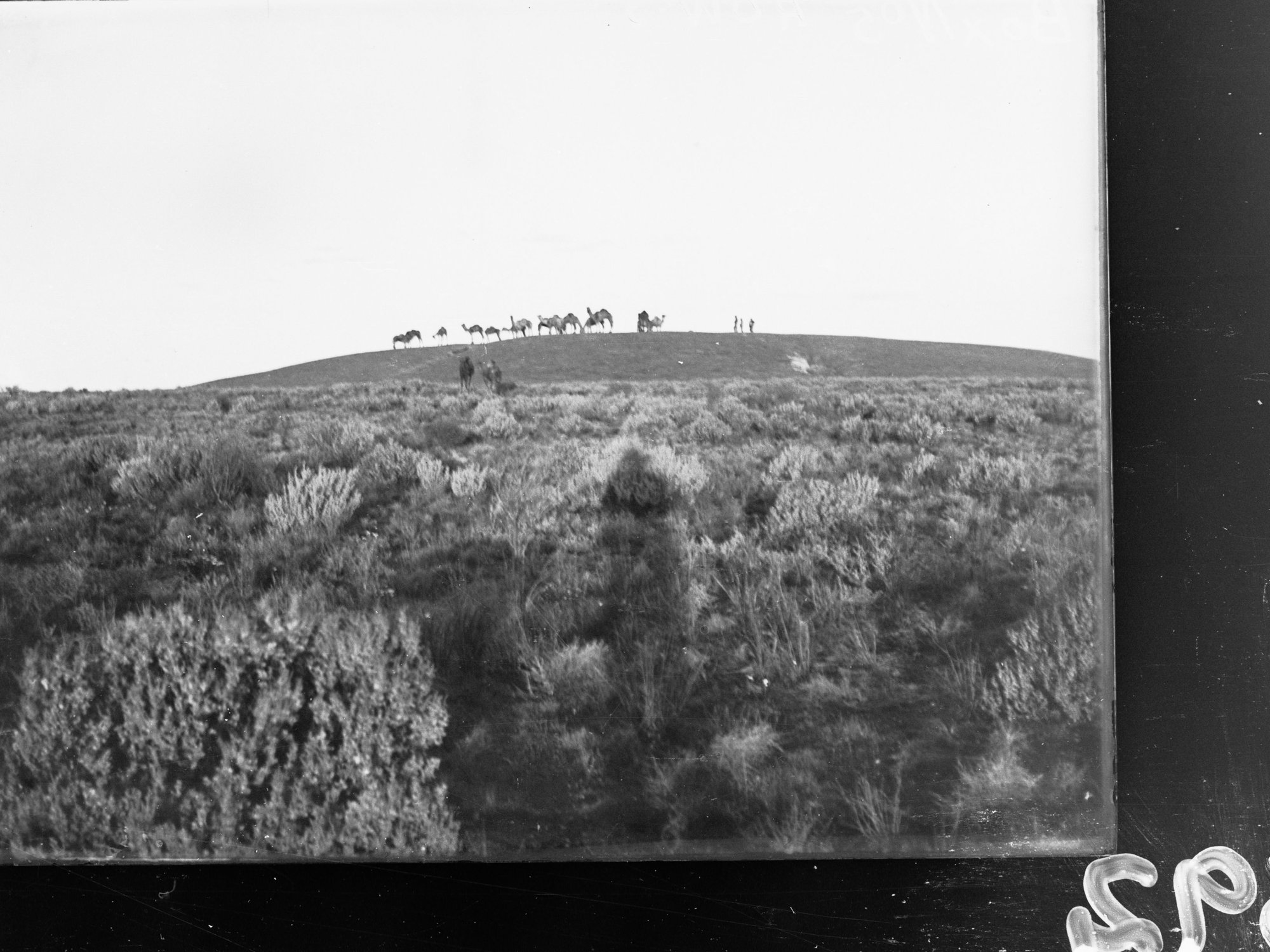 View of land and camels - survey for East West Railway