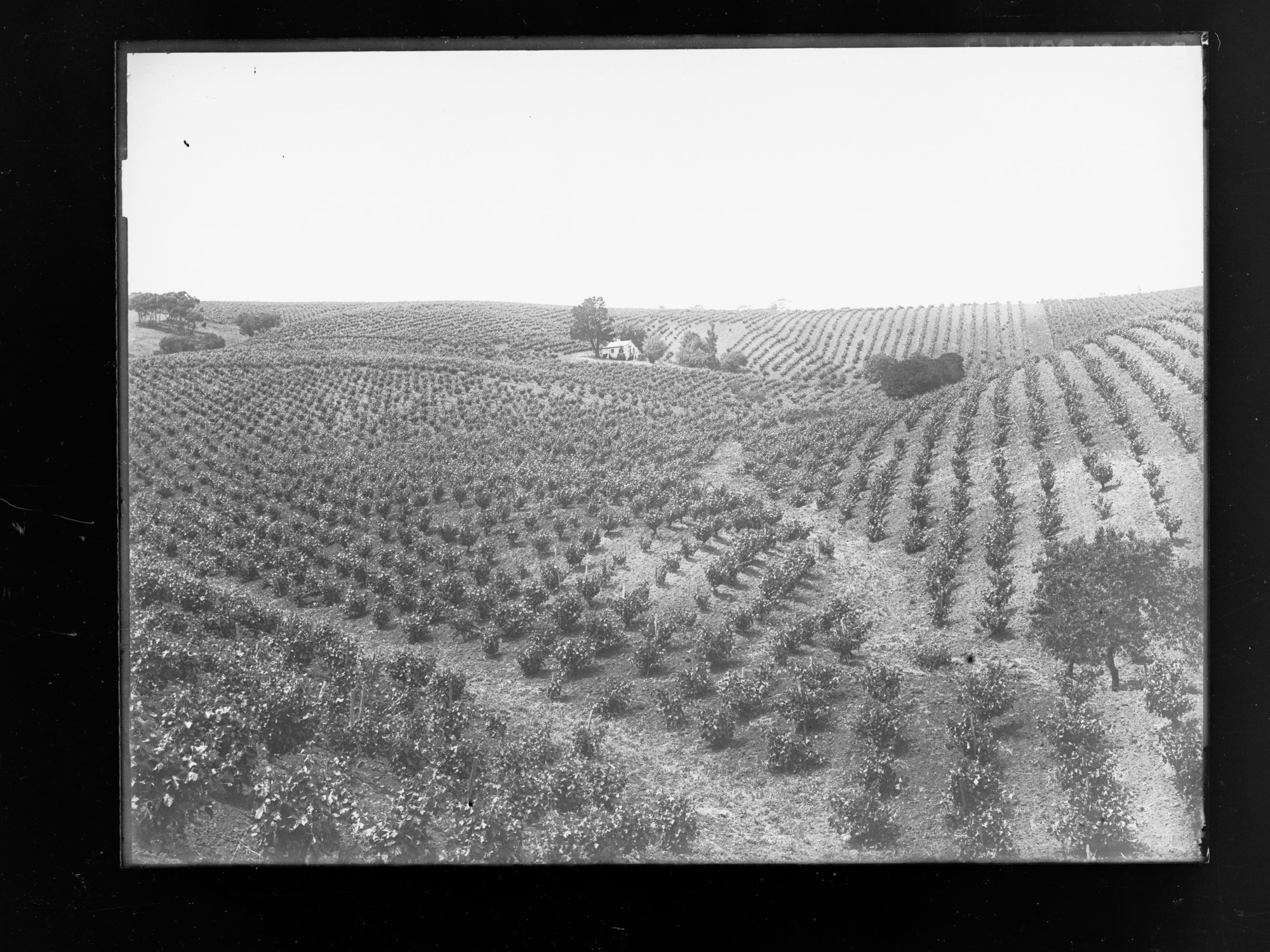 Vineyards in hills,  area unknown, possibly Clarendon