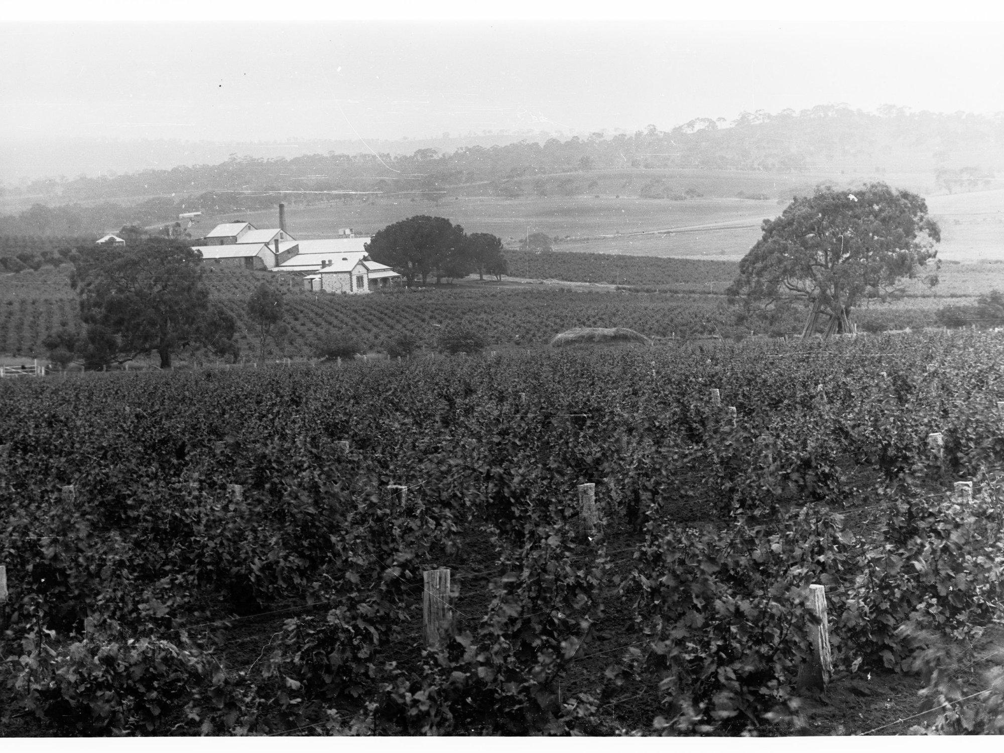 Vineyard Showing House