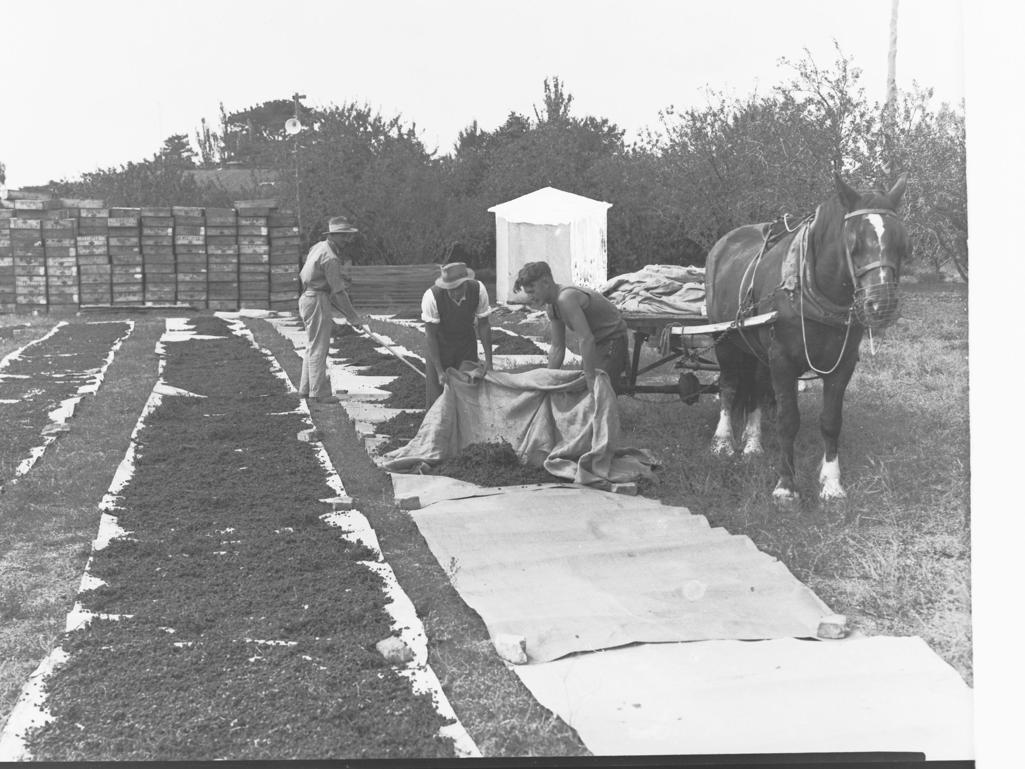 Men drying grapes showing horse and cart