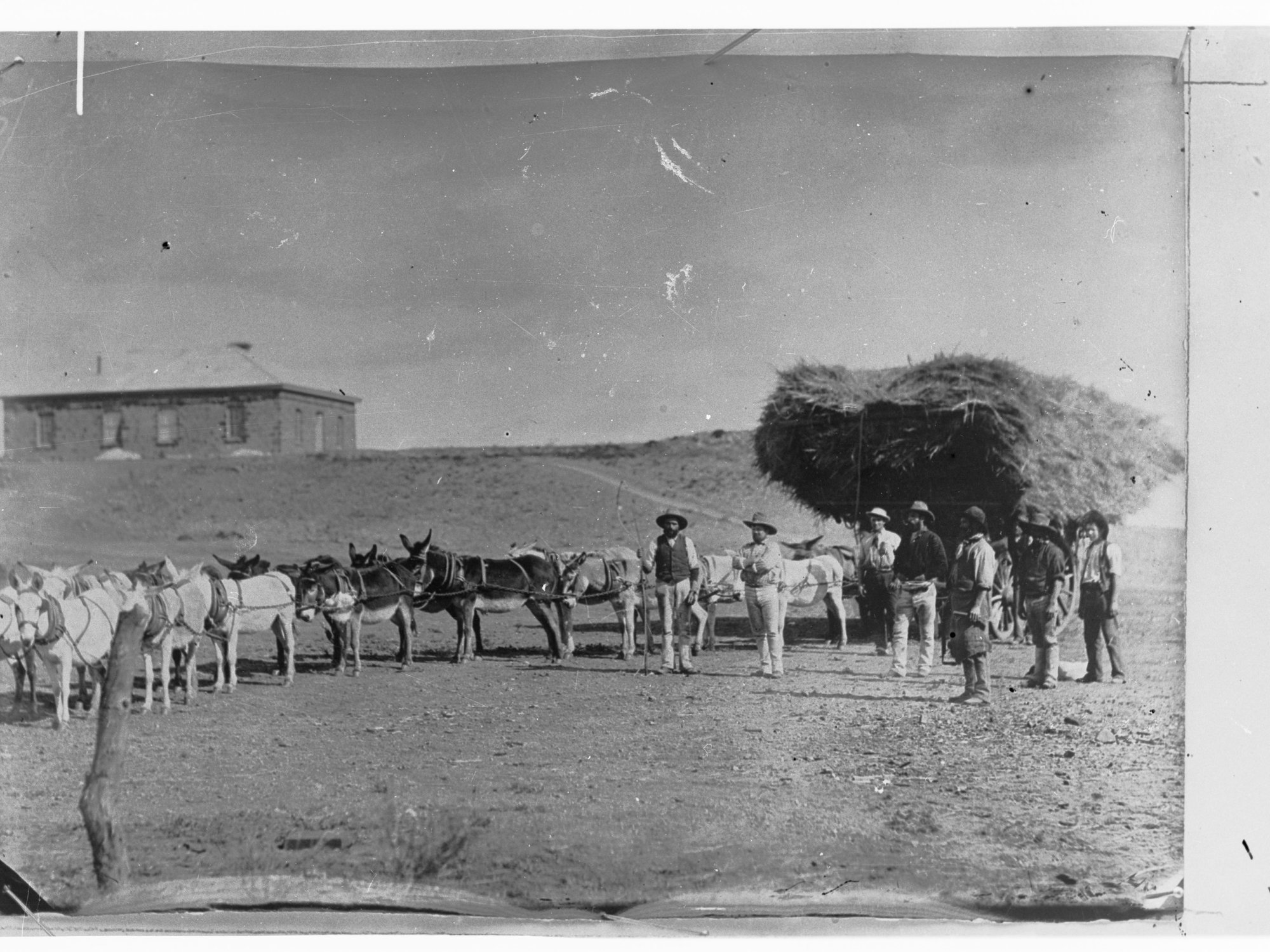 Northern Territory - view of donkeys  hitched to cart carrying hay with men standing alongside