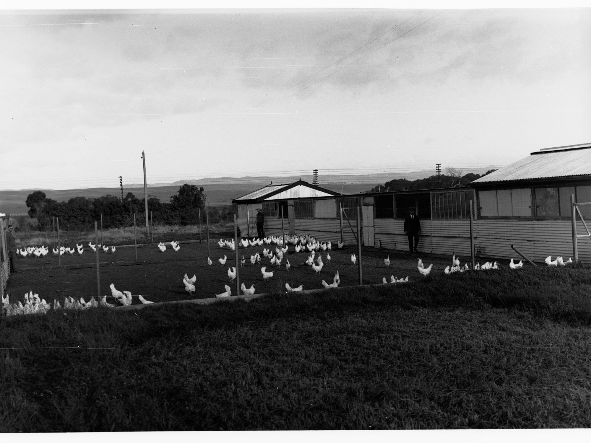 Parafield poultry farm, poultry pen