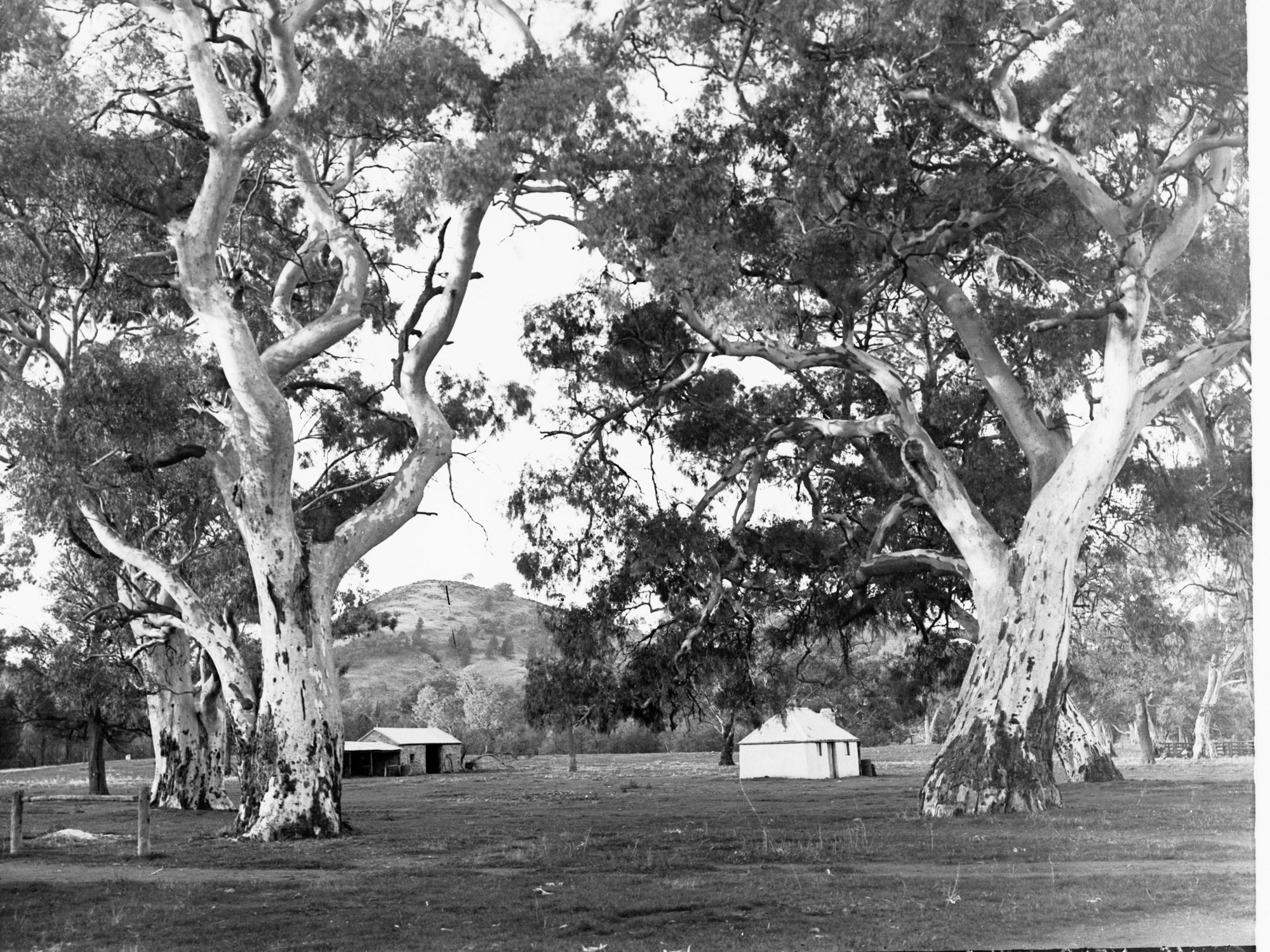 Gum Trees Near Wilpena Homestead Flinders Ranges