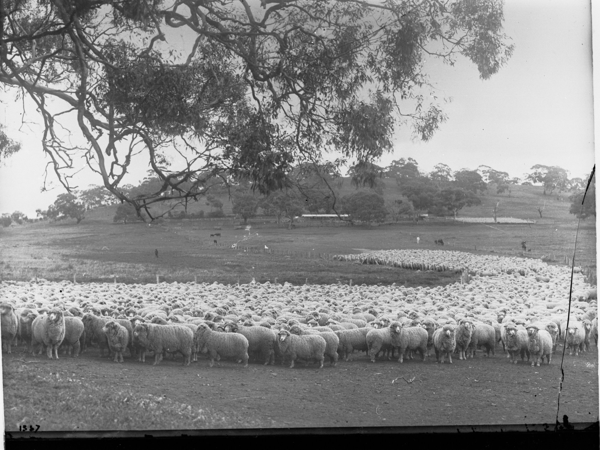 Flock of Sheep in a Paddock