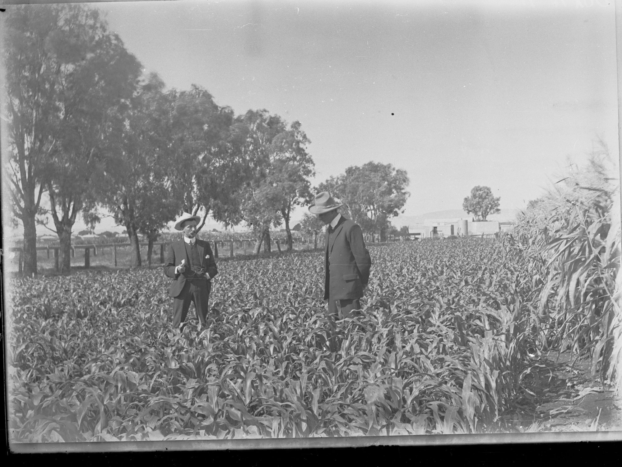 Neeta reclaimed area,  field of maize (Director of Irrigation) Samuel McIntosh on right