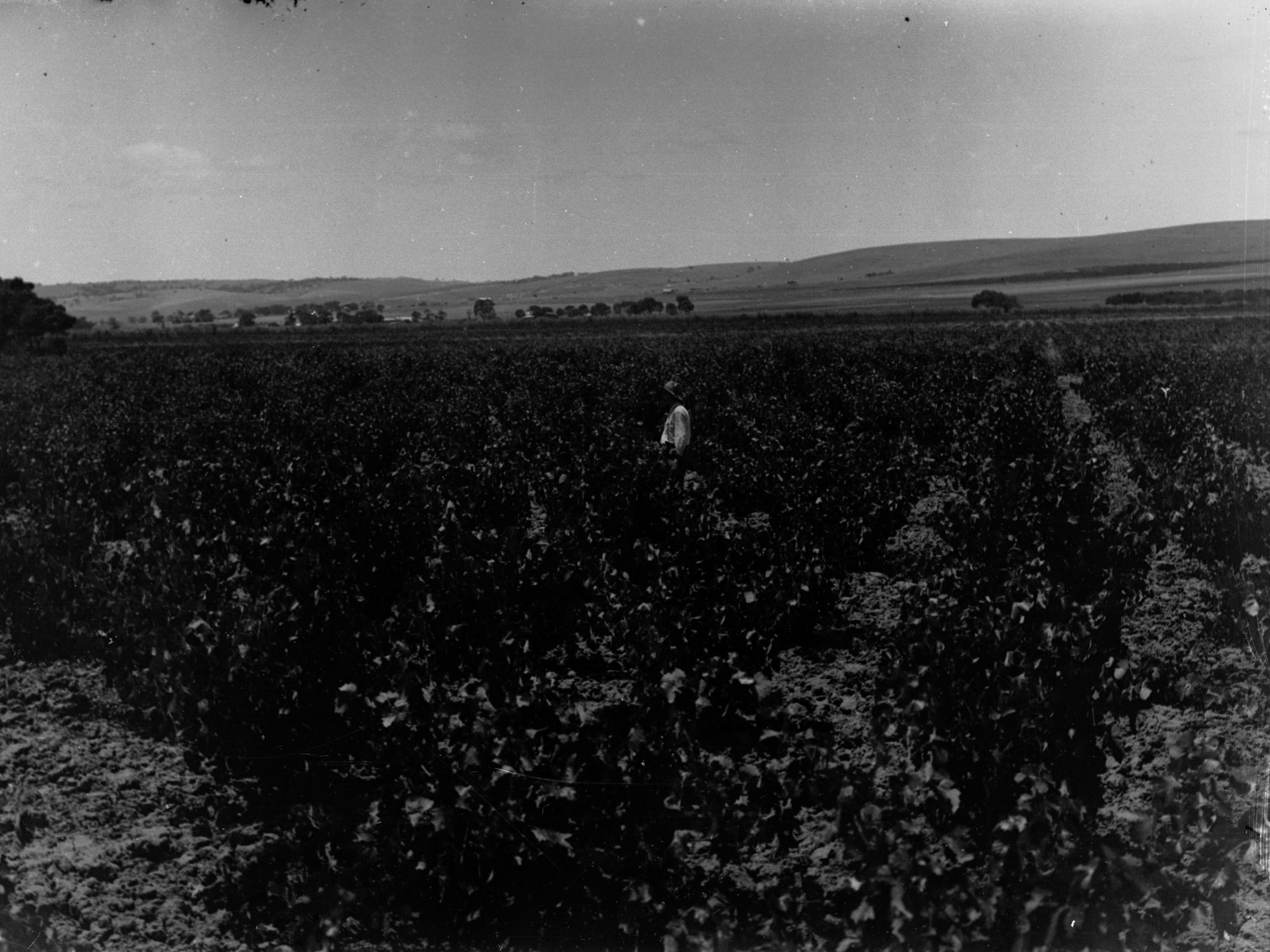 Lucerne Field at Murray Bridge