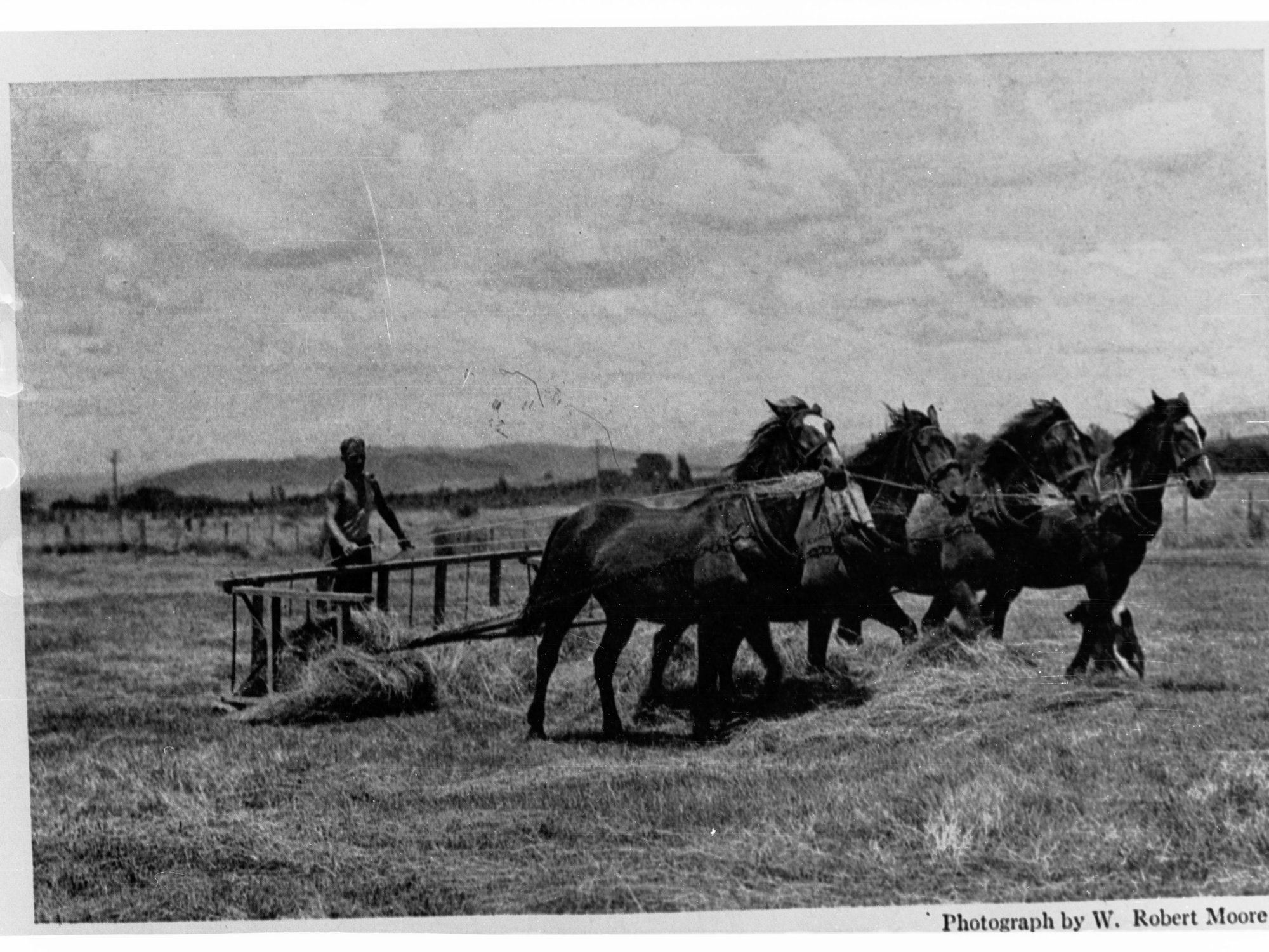New Zealand Farmer Using Gate Scoops to Gather Hay