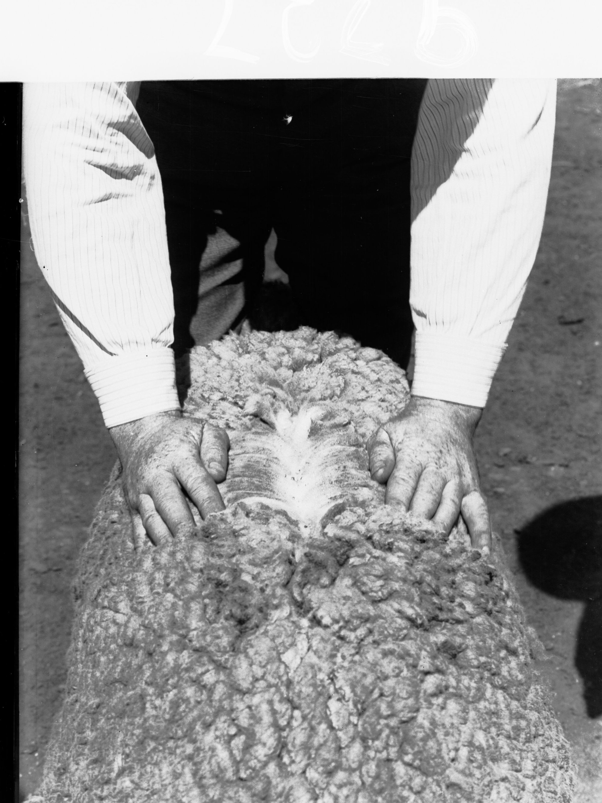 Agricultural Department Turretfield Showing Men Examining a Sheep