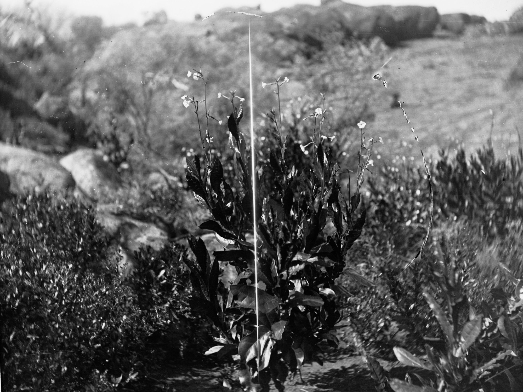 Flowering Plant Elder Scientific Expedition