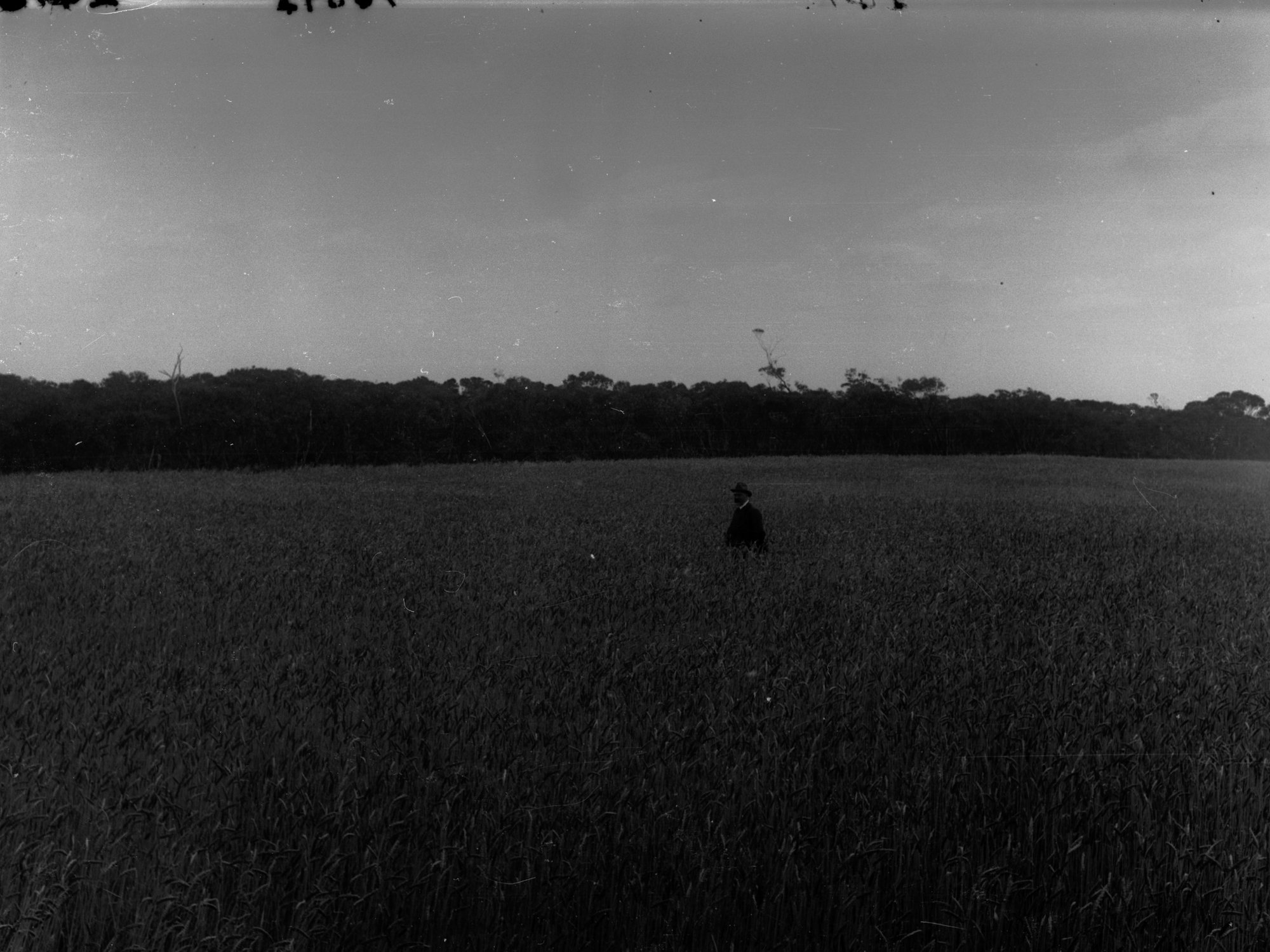 Man standing in a field of wheat at Pinnaroo