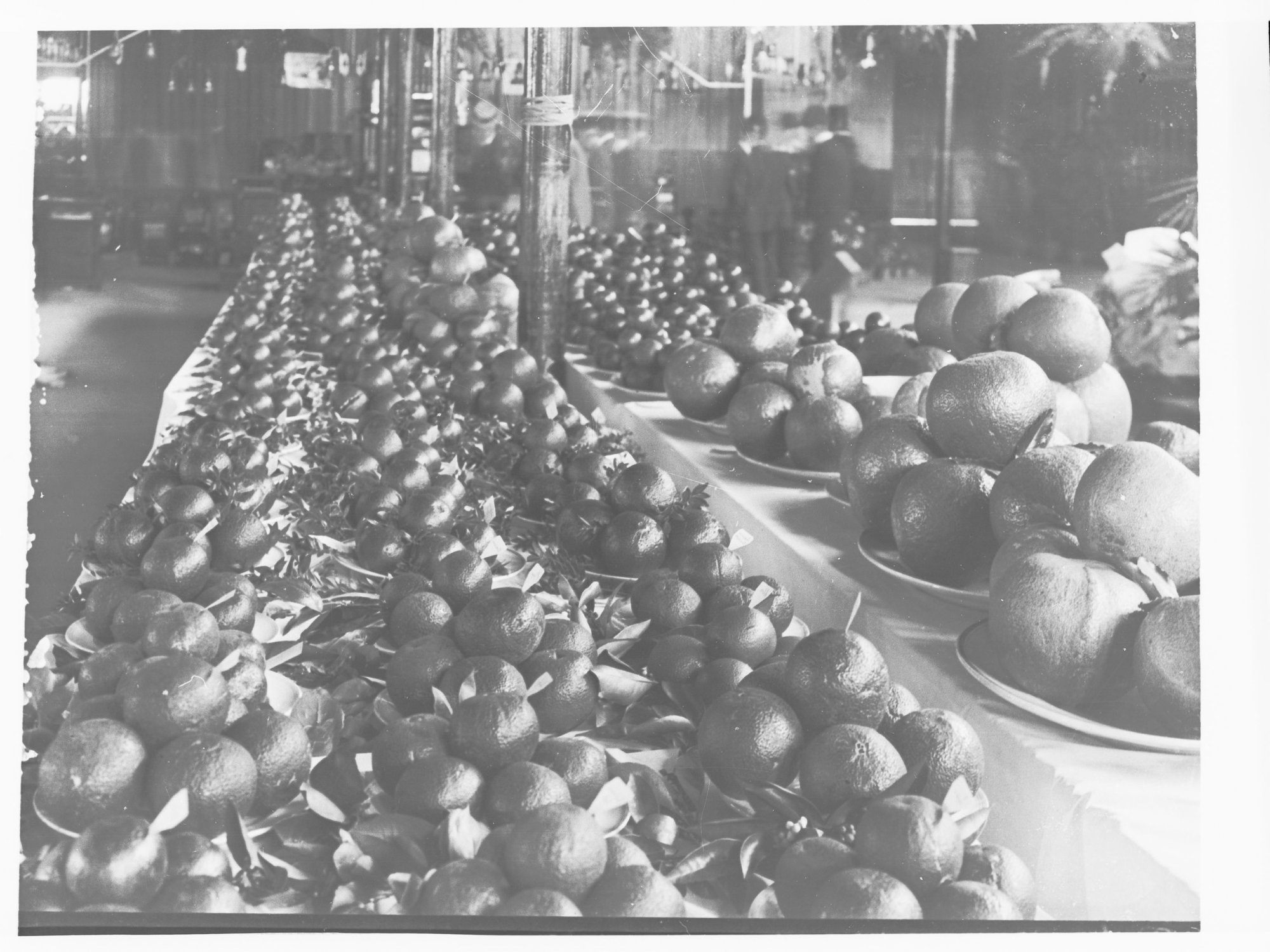 Orange Display Adelaide Show