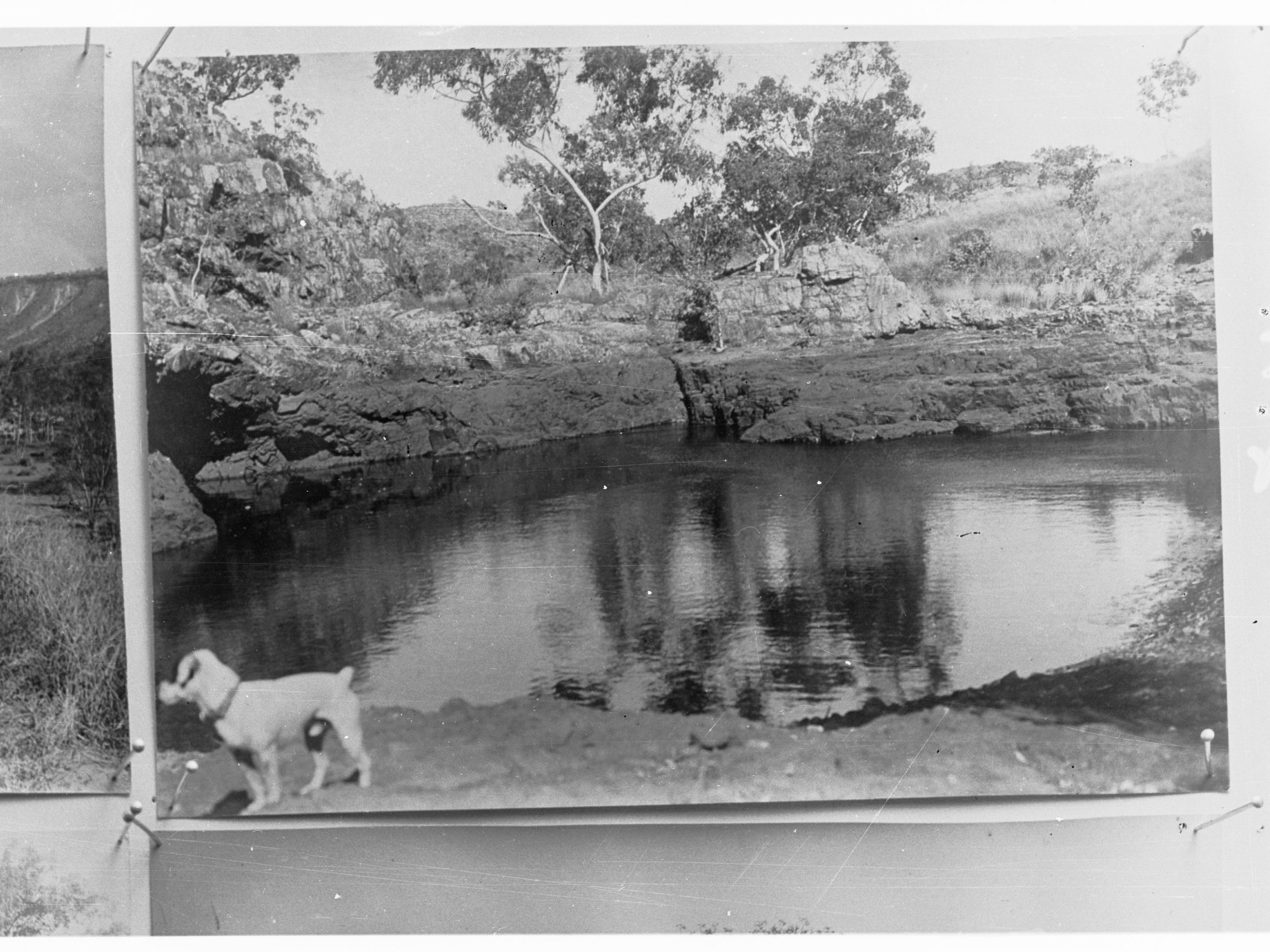 Northern Territory - dog standing next to a waterhole