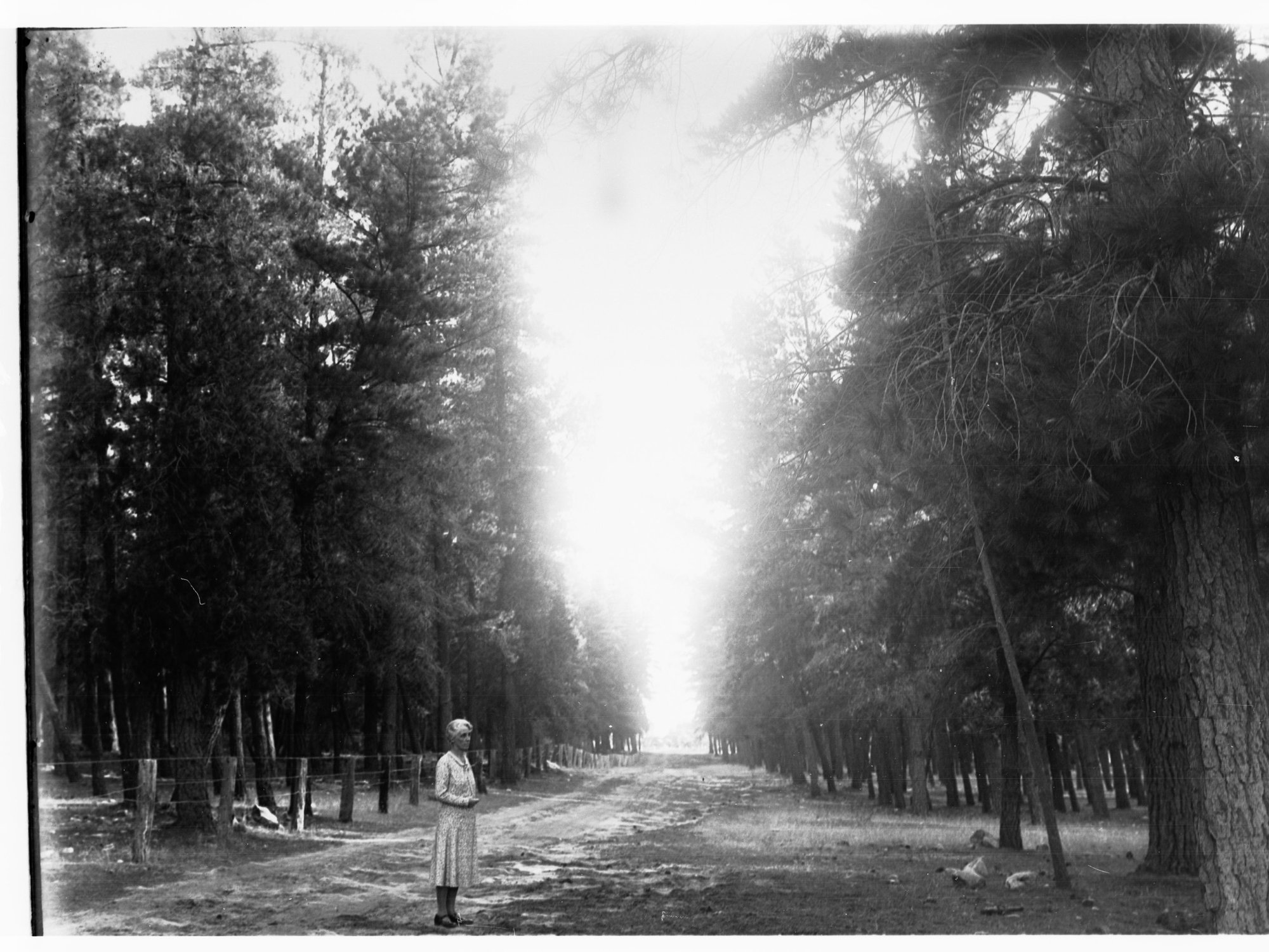 Pine forest showing woman on pathway