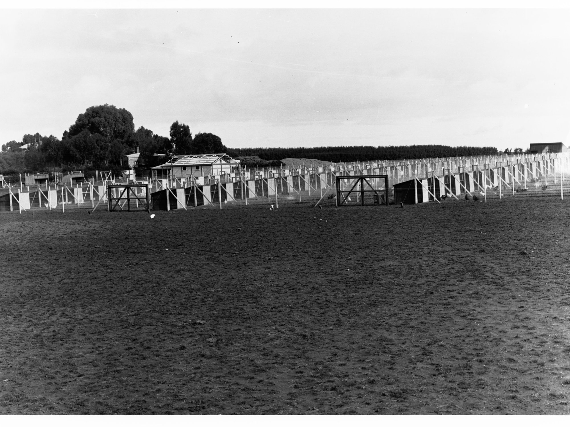 Poultry Farm Showing Coops and Runs