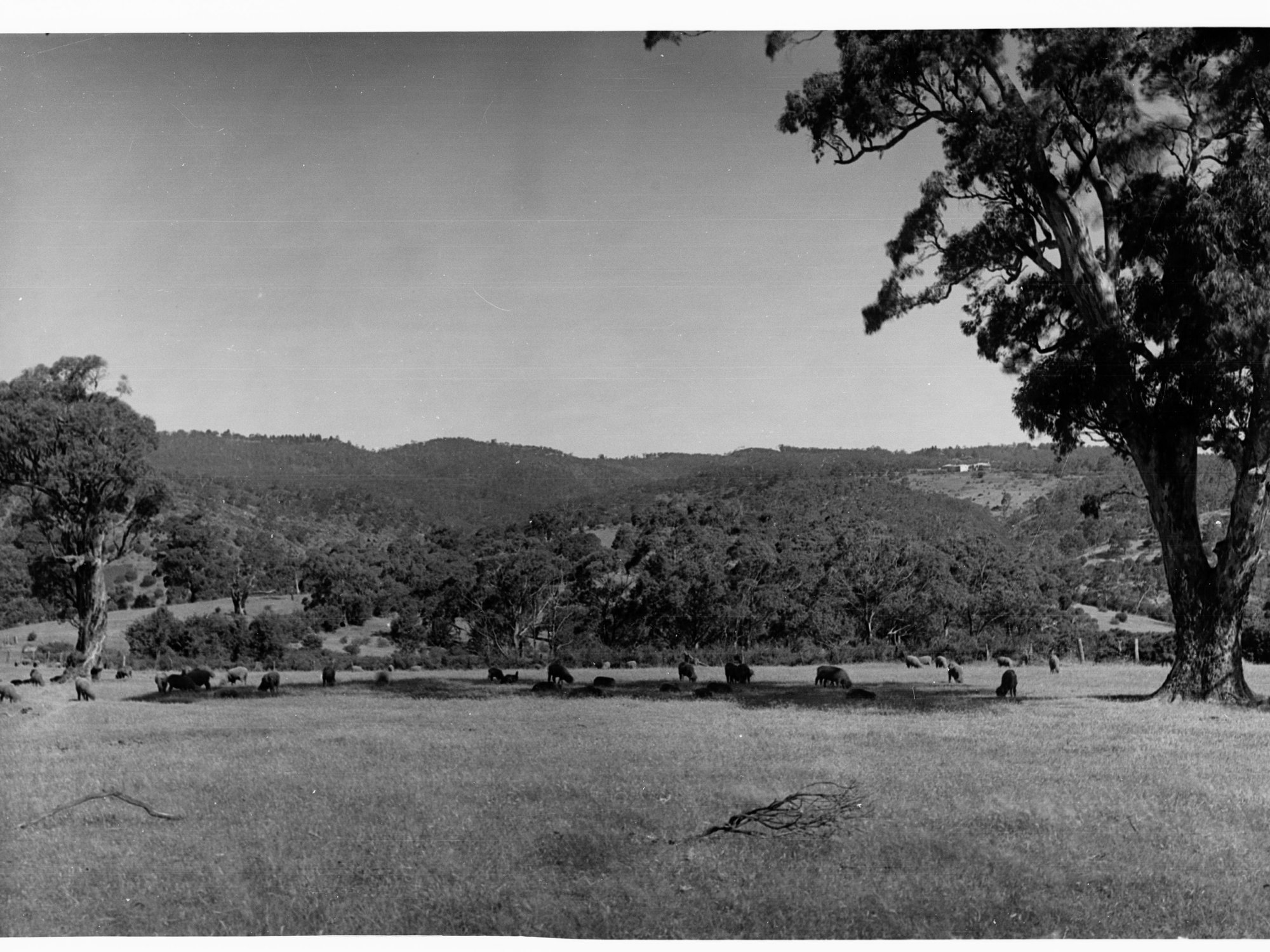 Sheep grazing on Mount Osmond