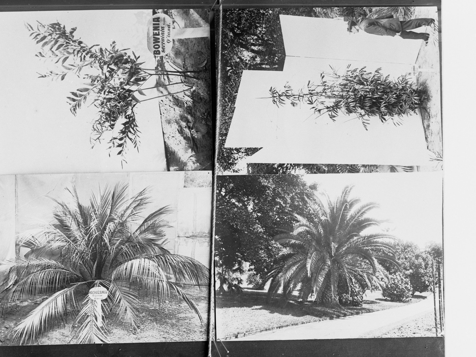 Palm tree plantation photograph held by Forestry Department
