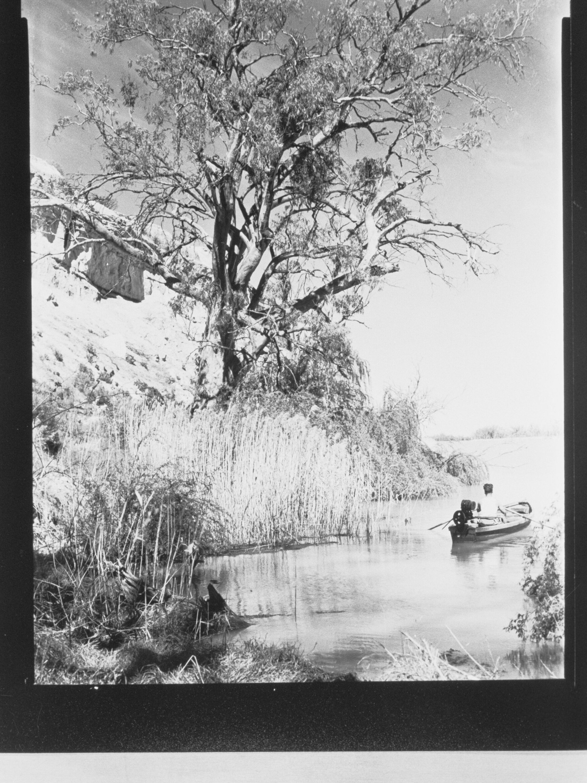 River Murray near Renmark